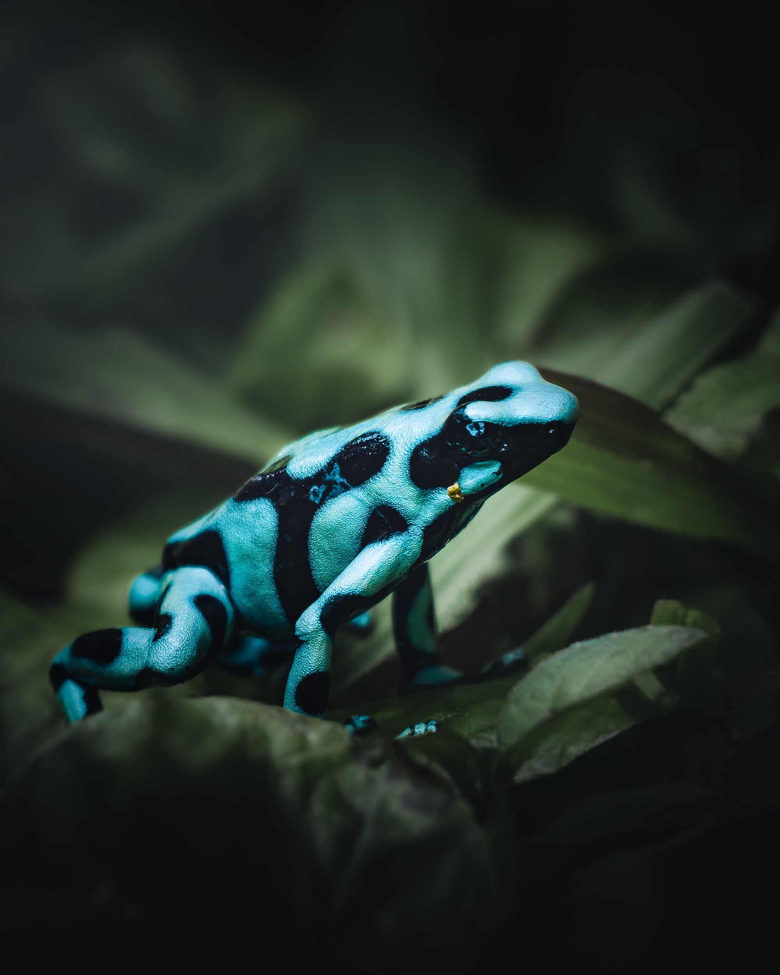 Photo by Clarisse de Thoisy. Sony Alpha 6600. Sony E 70-350mm f/4.5-6.3 G. 1/320-sec., f/6.3, ISO 160