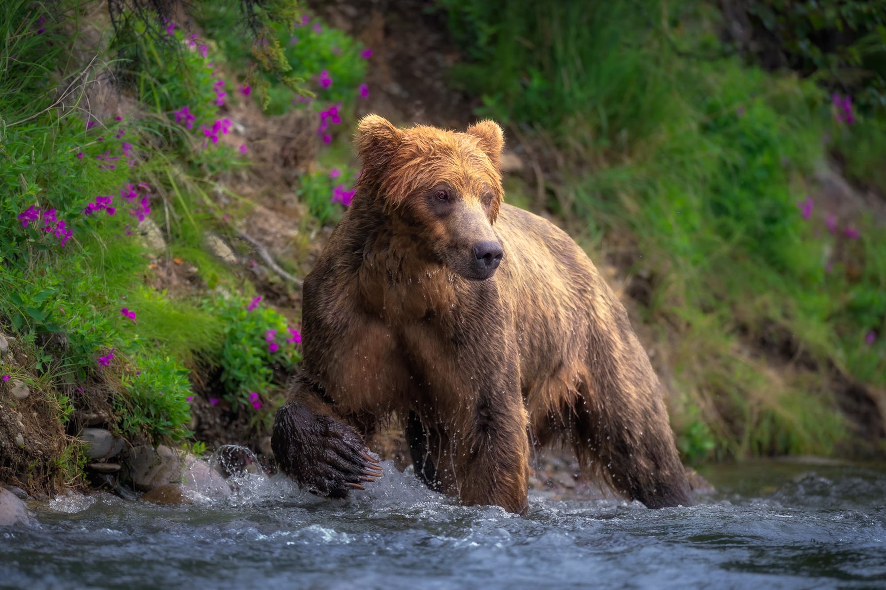 jpg/Alpha-Universe-WIMB-Craig-Elson-Brown-Bear-Alagnak-River-1200_boundslx0czp.jpg?height=1200&fit=bounds
