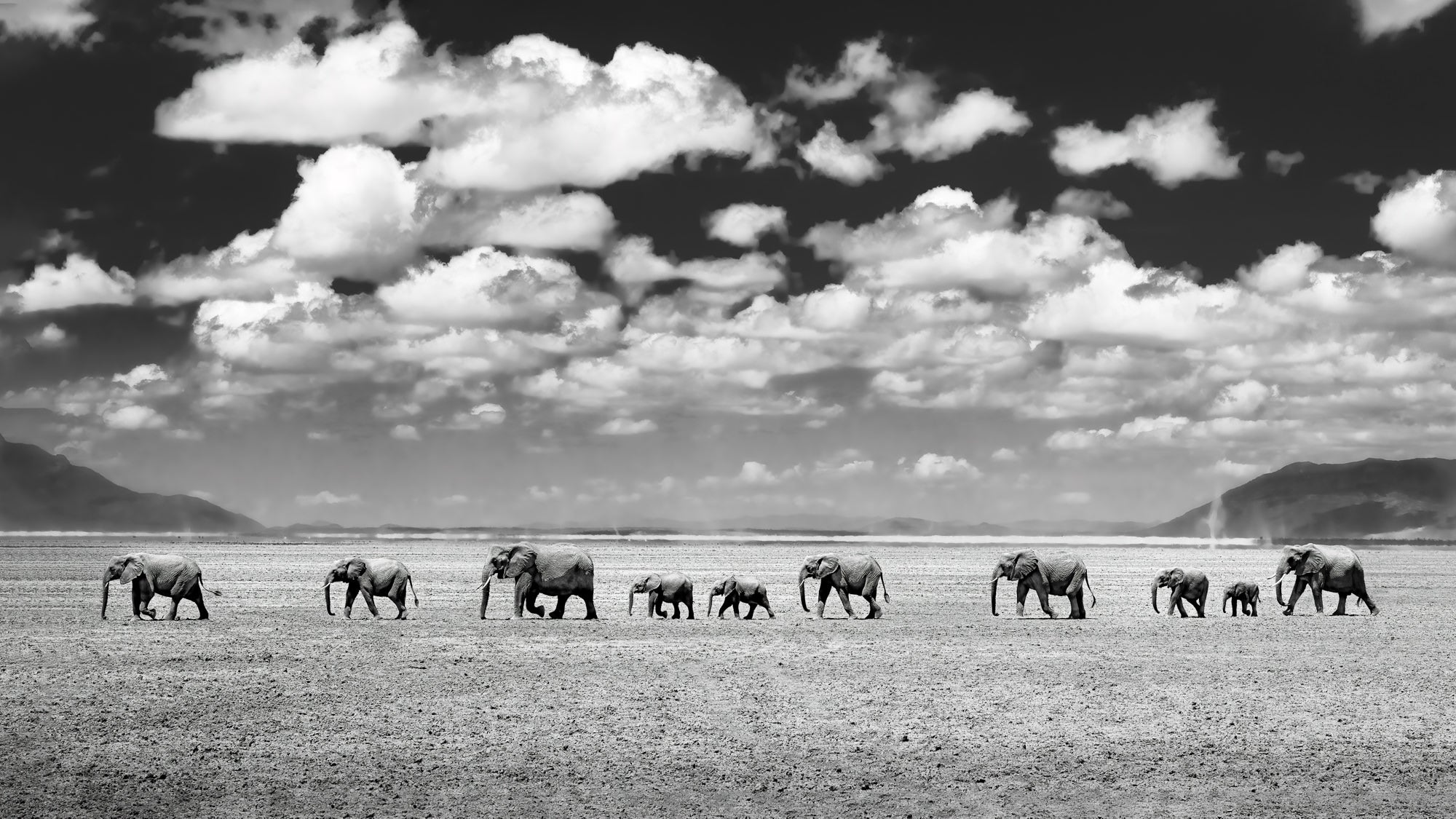jpg/Alpha-Universe-WIMB-Craig-Elson-Elephants-Walk-the-Line-Amboseli-B-W-1200_boundsu5bpck.jpg?height=1200&fit=bounds