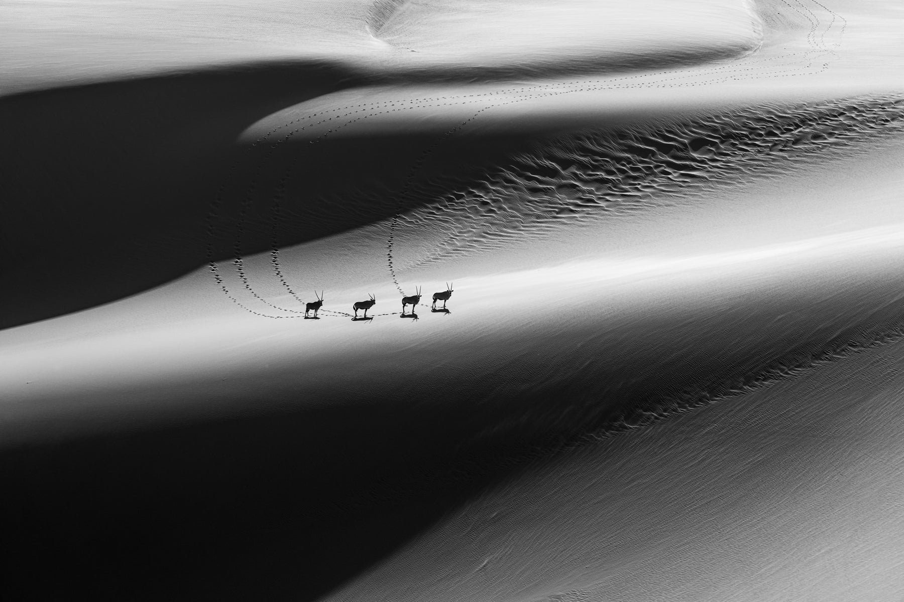 jpg/Alpha-Universe-WIMB-Craig-Elson-Gemsbok-B-W-Silhouette-Namibia-1200_boundsa8qlfj.jpg?height=1200&fit=bounds