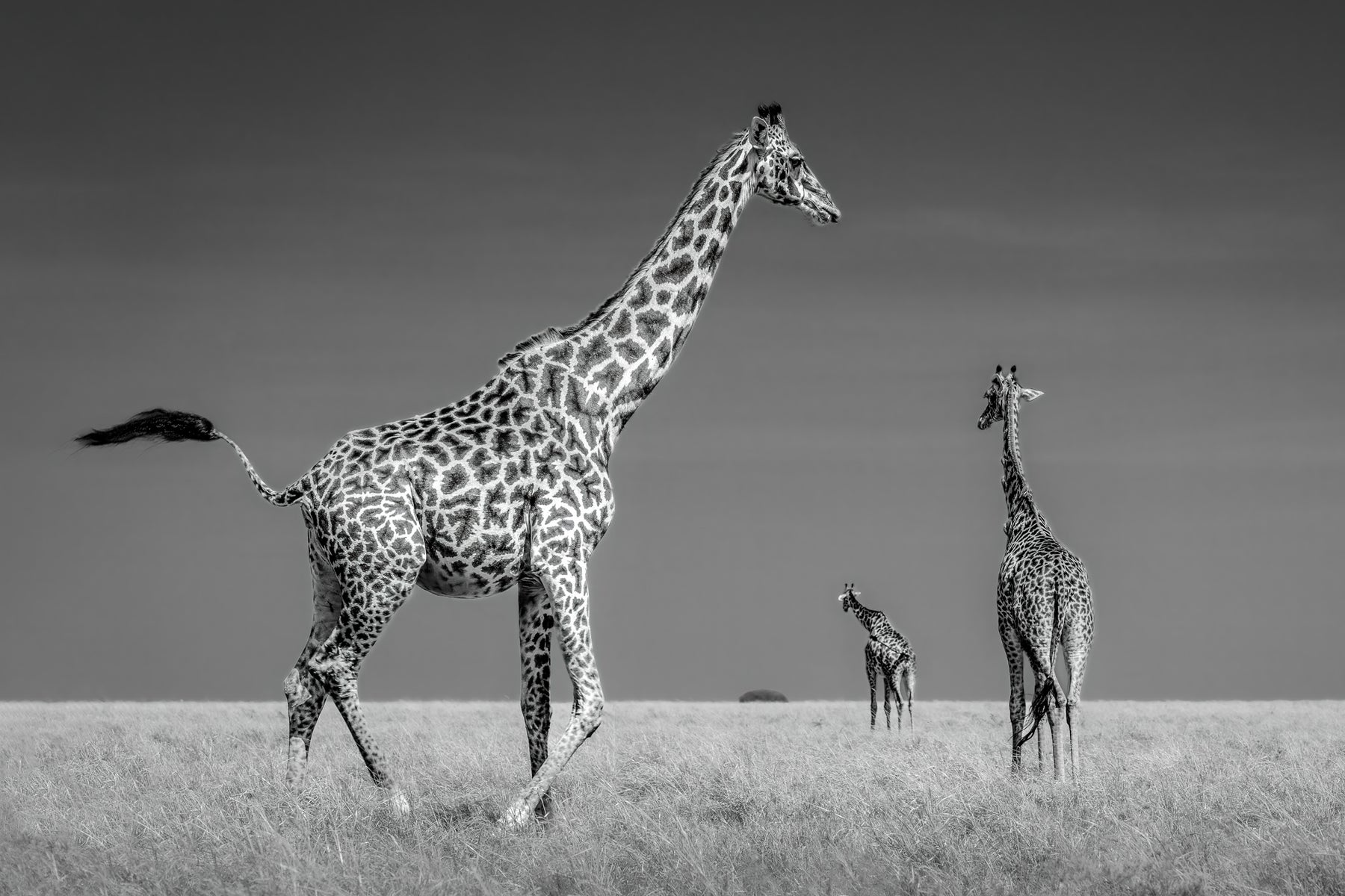 jpg/Alpha-Universe-WIMB-Craig-Elson-Giraffes-in-Maasai-Mara-B-W-1200_boundsm1uz24.jpg?height=1200&fit=bounds