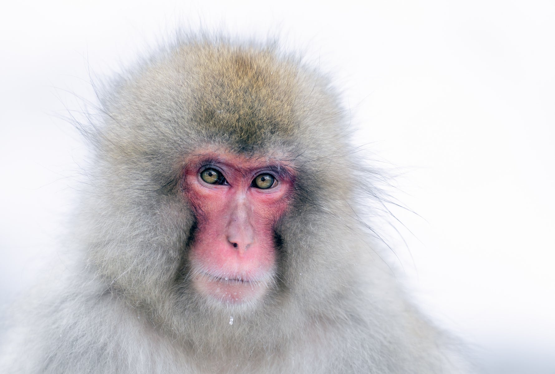 jpg/Alpha-Universe-WIMB-Craig-Elson-Snow-Monkey-Portrait-1200_bounds633y7x.jpg?height=1200&fit=bounds