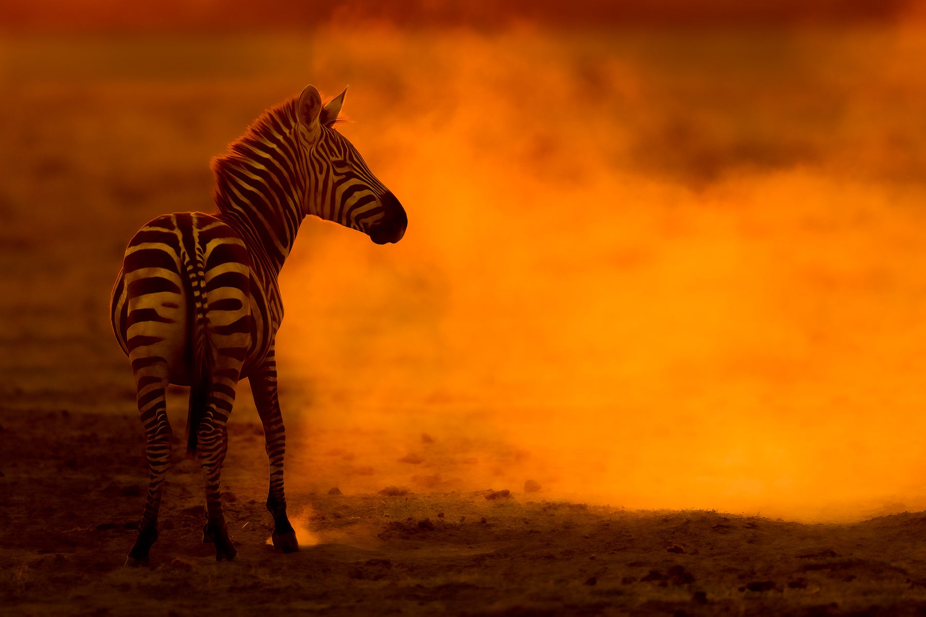 jpg/Alpha-Universe-WIMB-Craig-Elson-Zebra-in-Dust-Amboseli-NP-1200_bounds96lleh.jpg?height=1200&fit=bounds