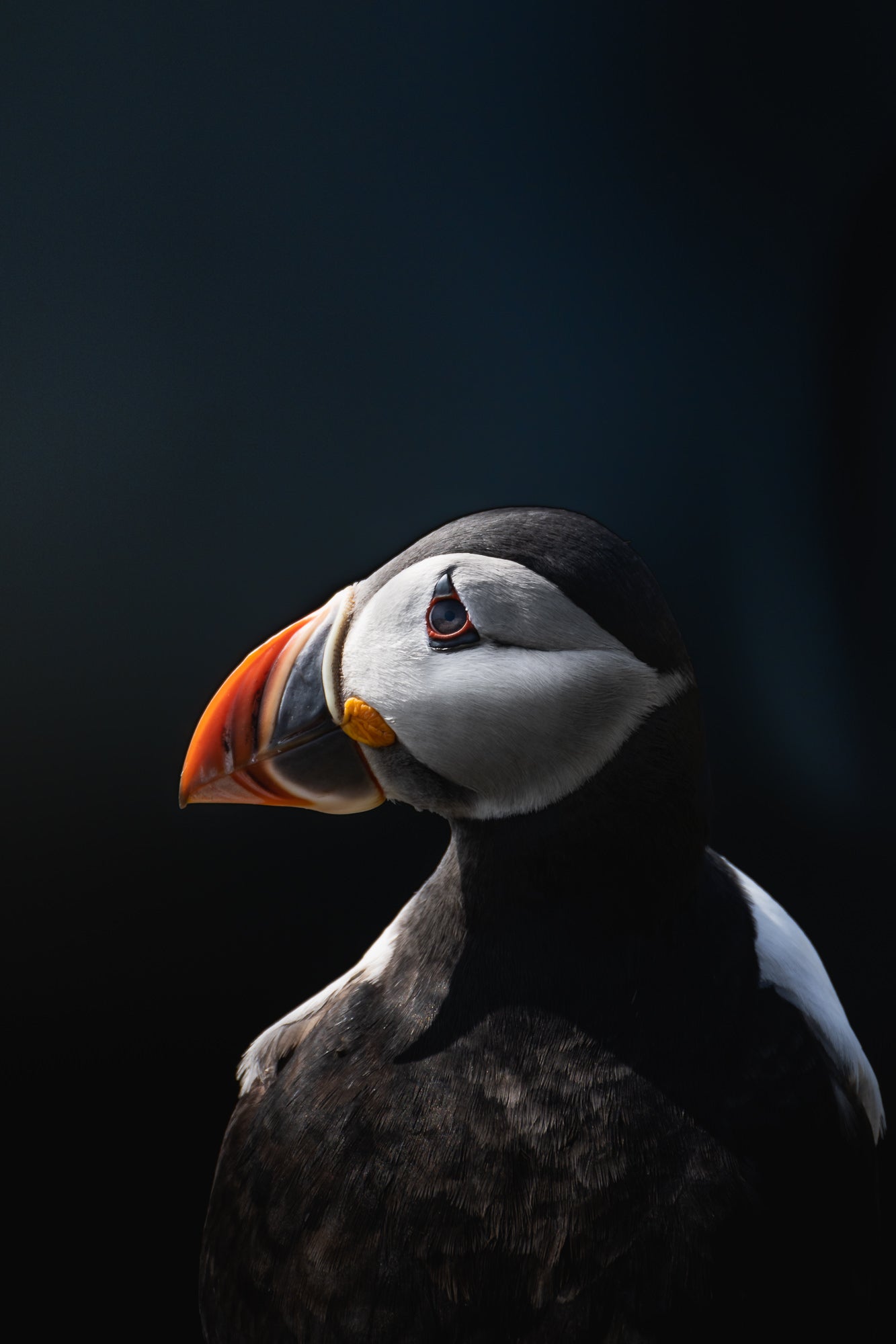 &ldquo;Atlantic Puffin, using the extra reach to get a portrait of the beautiful puffin.&rdquo;
Photo by Daryl Scott Walker. Sony Alpha 7 III. Sony 100-400mm f/4.5-5.6 G Master + 2X Teleconverter. 1/400-sec, f/11, ISO 250