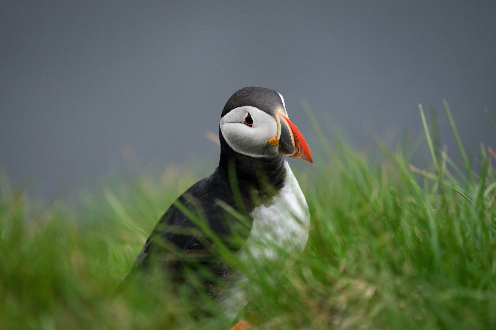 Photo by David Dinette. Sony Alpha 7 II. Sony 100-400mm f/4.5-5.6 G Master. 1/800-sec., f/5.6, ISO 500