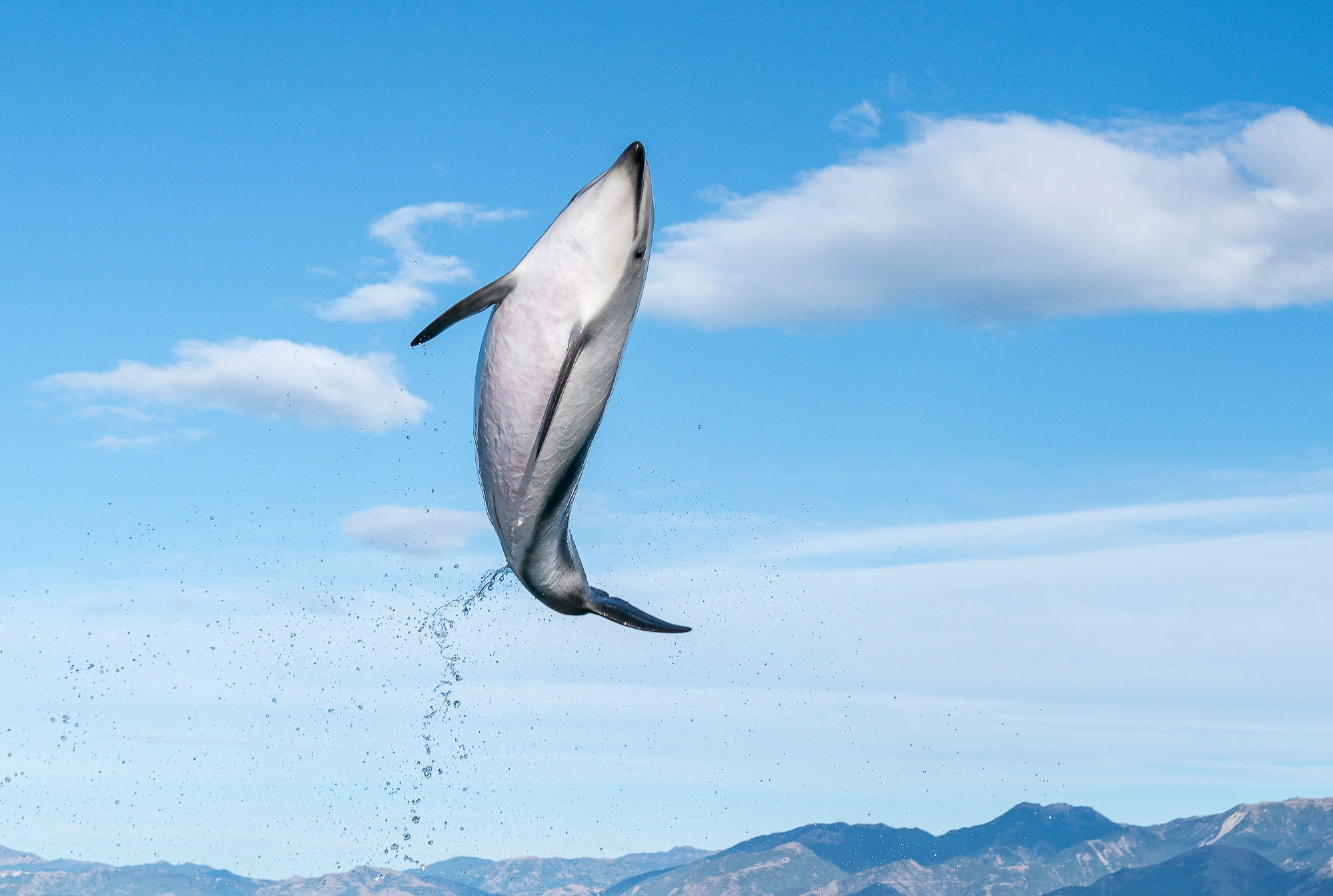Flying High. Photo by Fiona Wardle. Sony Alpha 9 II. Sony 24-70mm f/2.8 G Master. 1/1250-sec., f/9, ISO 500