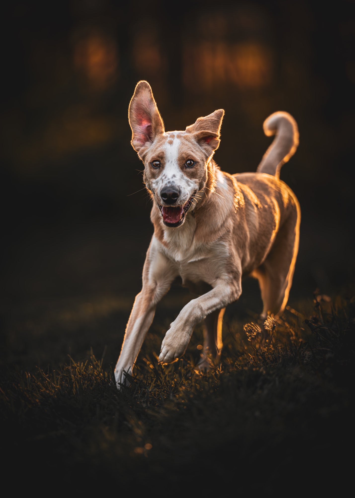 Photo by Garrette Baird. Sony Alpha 1. Sony 135mm f/1.8 G Master. 1/1500-sec., f/1.8, ISO 640