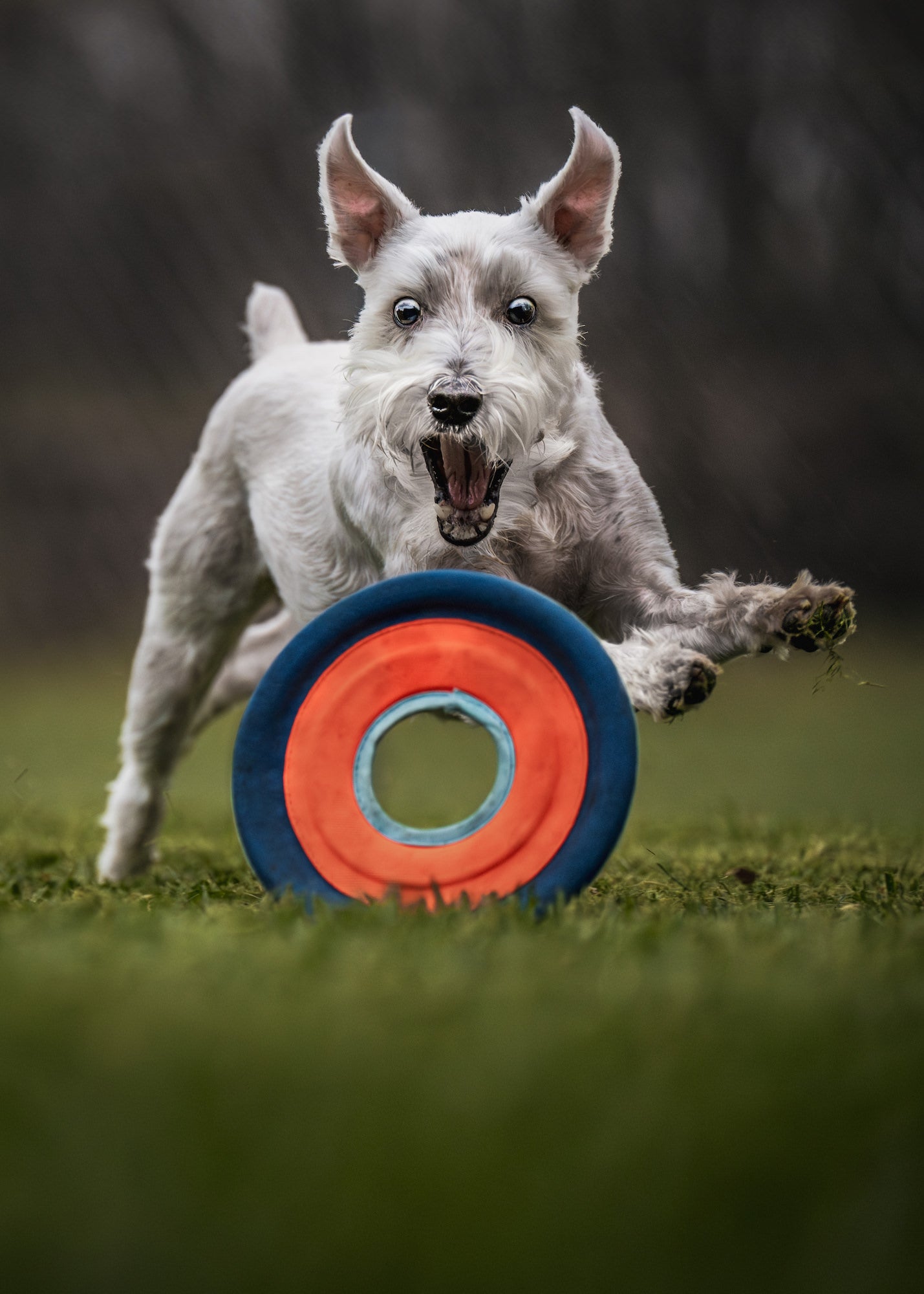 Photo by Garrette Baird. Sony Alpha 1. Sony 70-200mm f/2.8 G Master II. 1/1600-sec., f/2.8, ISO 4000