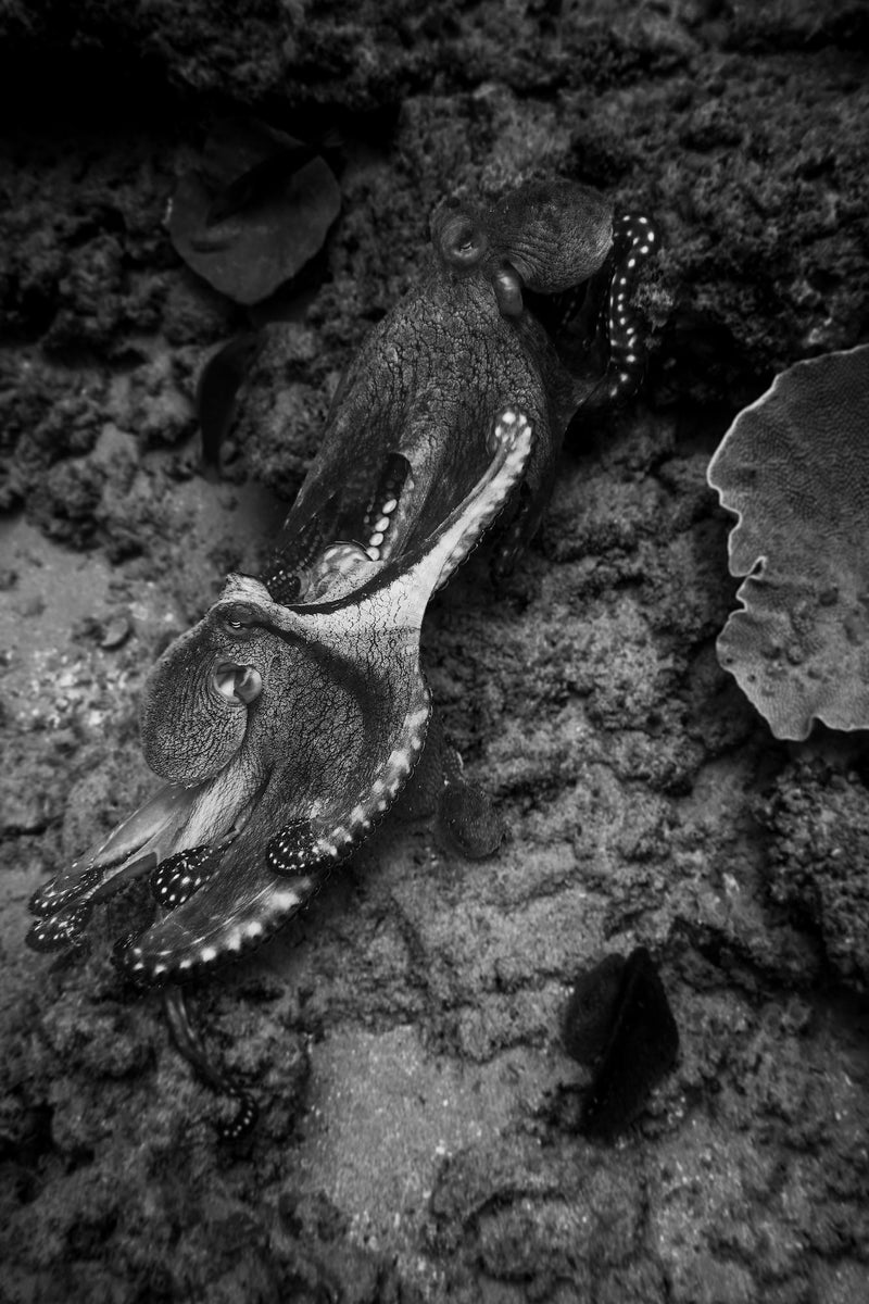 jpg/Alpha-Universe-WIMB-Gillian-Octopus-1200_boundsn06eez.jpg?height=1200&fit=bounds