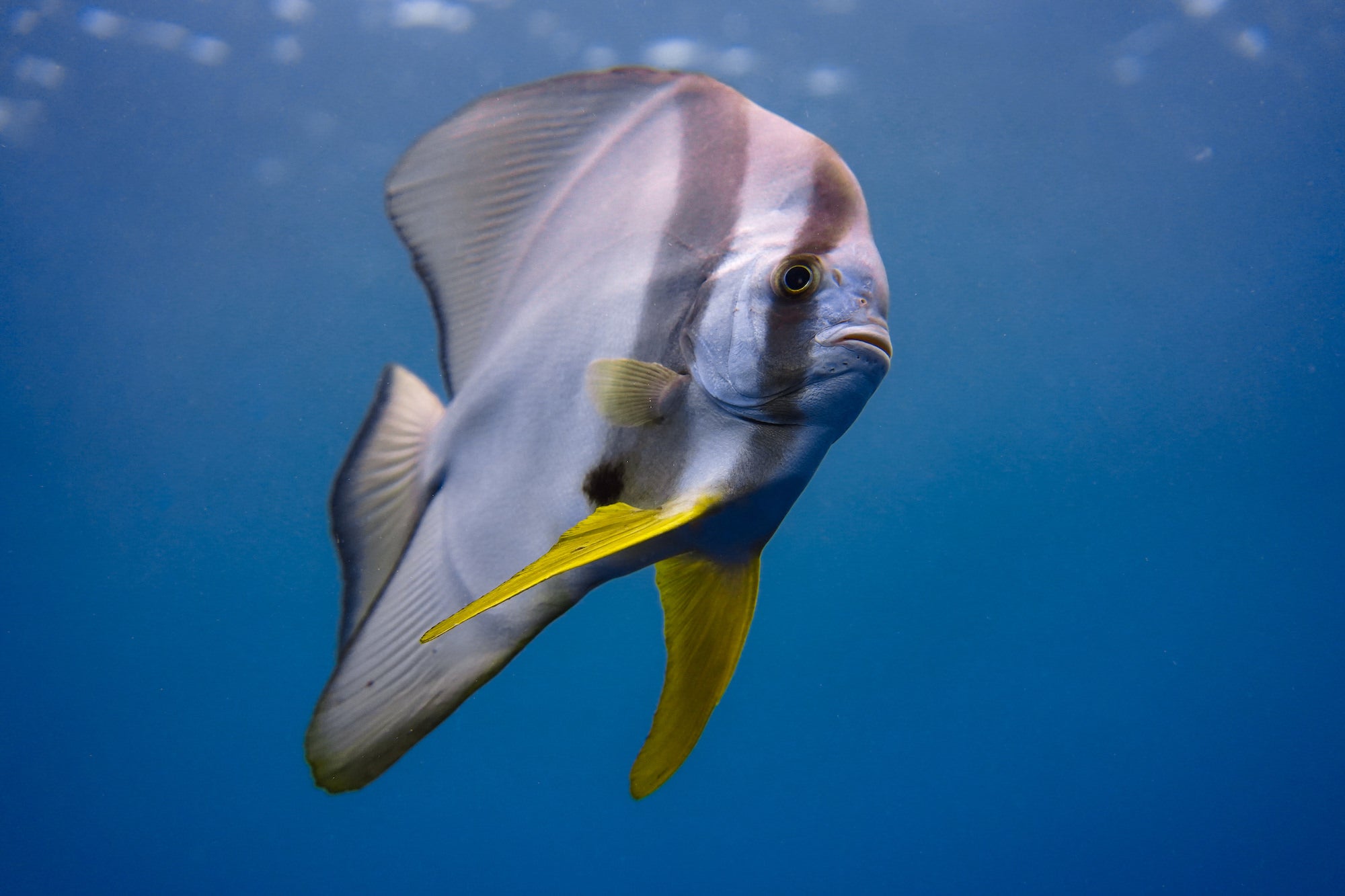 Photo by Gillian &ldquo;Shark&rdquo; Fischer. Sony Alpha 7 III. Sony 35mm f/2.8. 1/2000-sec., f/4, ISO 2500