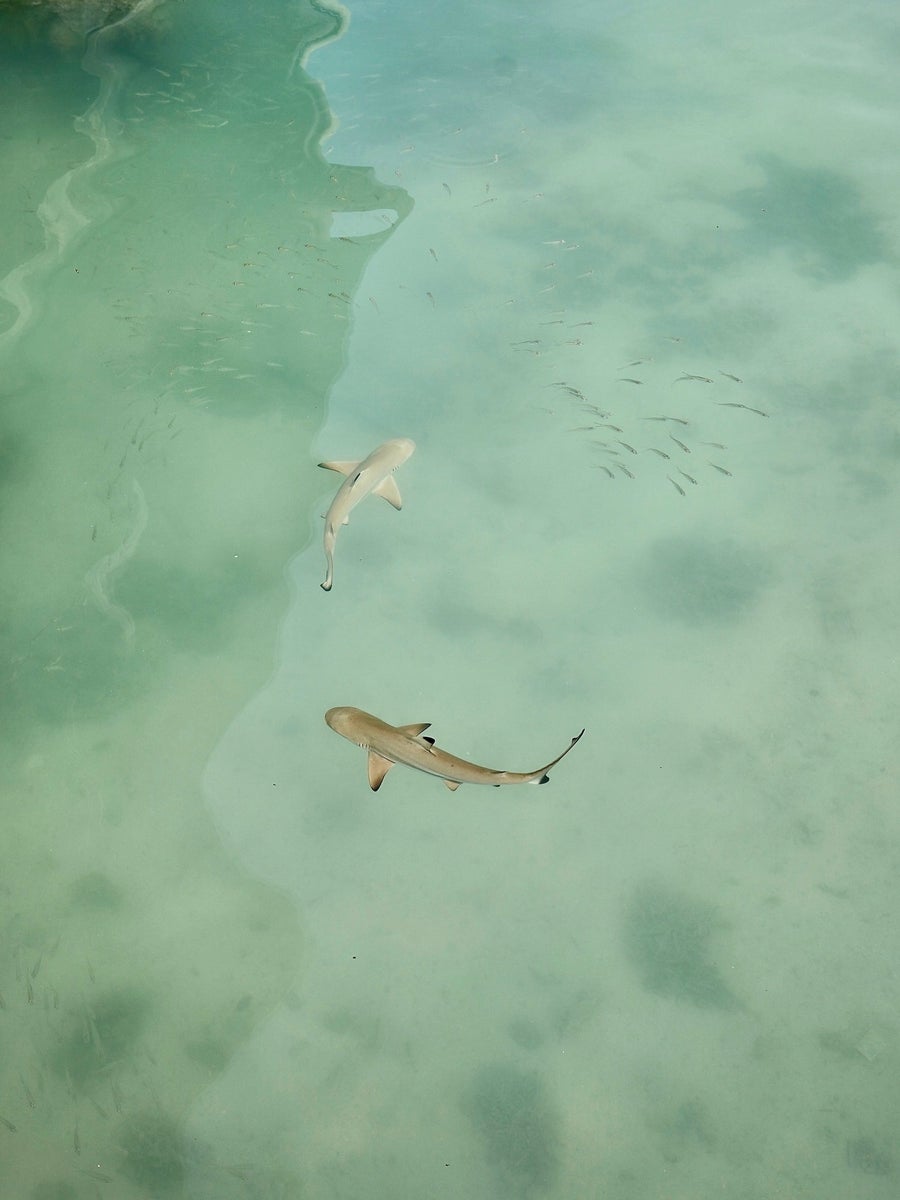 jpg/Alpha-Universe-WIMB-Gillian-Shark-Blacktip-reef-sharks-1200_bounds9rnq8a.jpg?height=1200&fit=bounds
