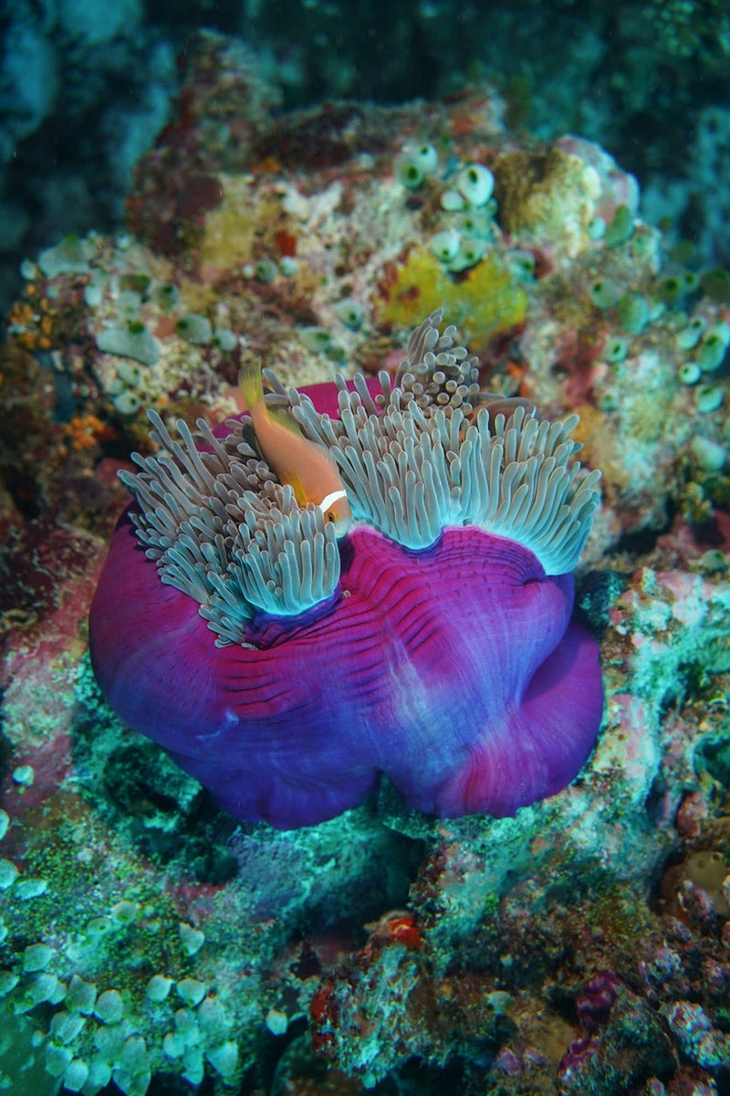 jpg/Alpha-Universe-WIMB-Gillian-Shark-Clownfish-1200_boundszz00m7.jpg?height=1200&fit=bounds