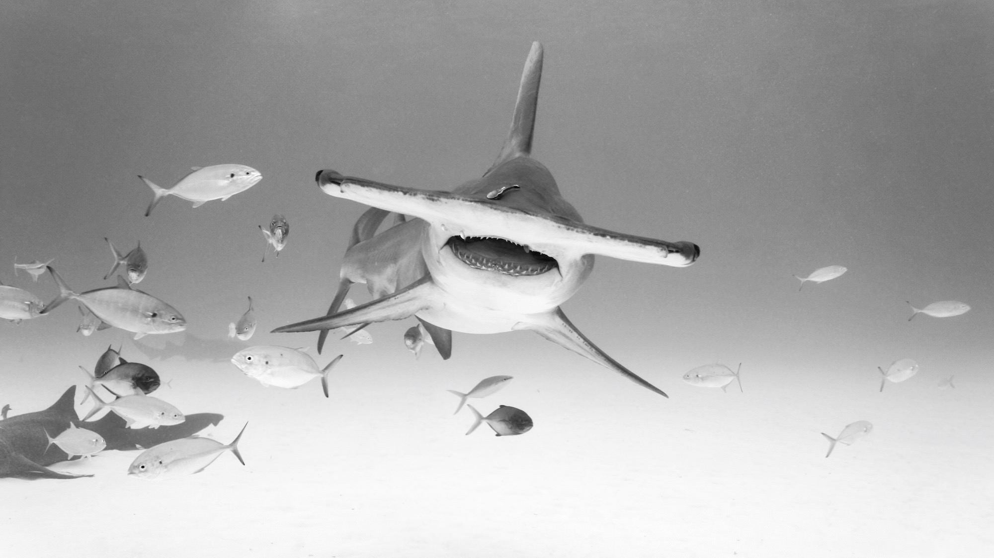 jpg/Alpha-Universe-WIMB-Gillian-Shark-Great-Hammerhead-Shark-1200_bounds22fnxz.jpg?height=1200&fit=bounds