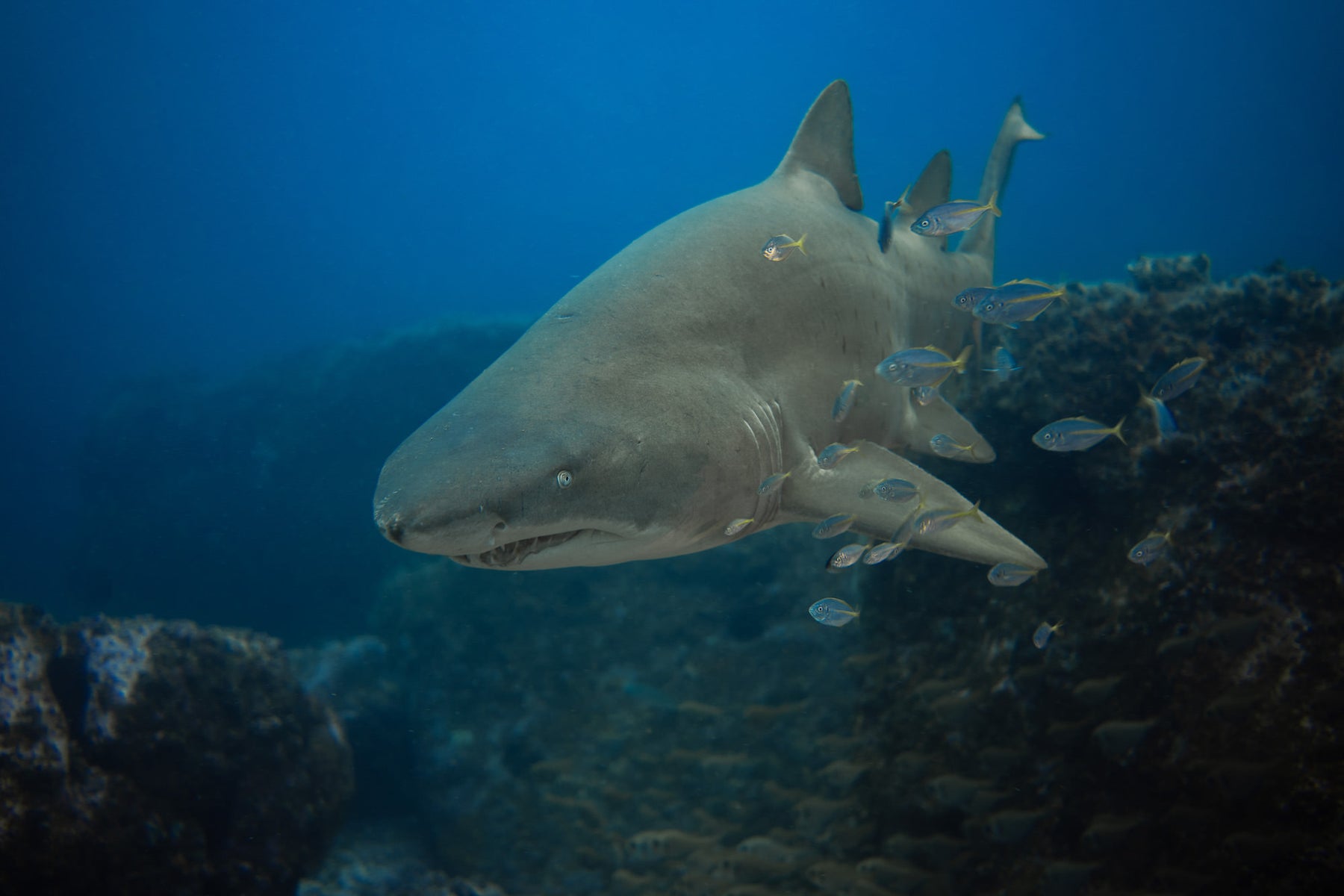 jpg/Alpha-Universe-WIMB-Gillian-Shark-Grey-NurseShark1-1200_boundsh2ra83.jpg?height=1200&fit=bounds