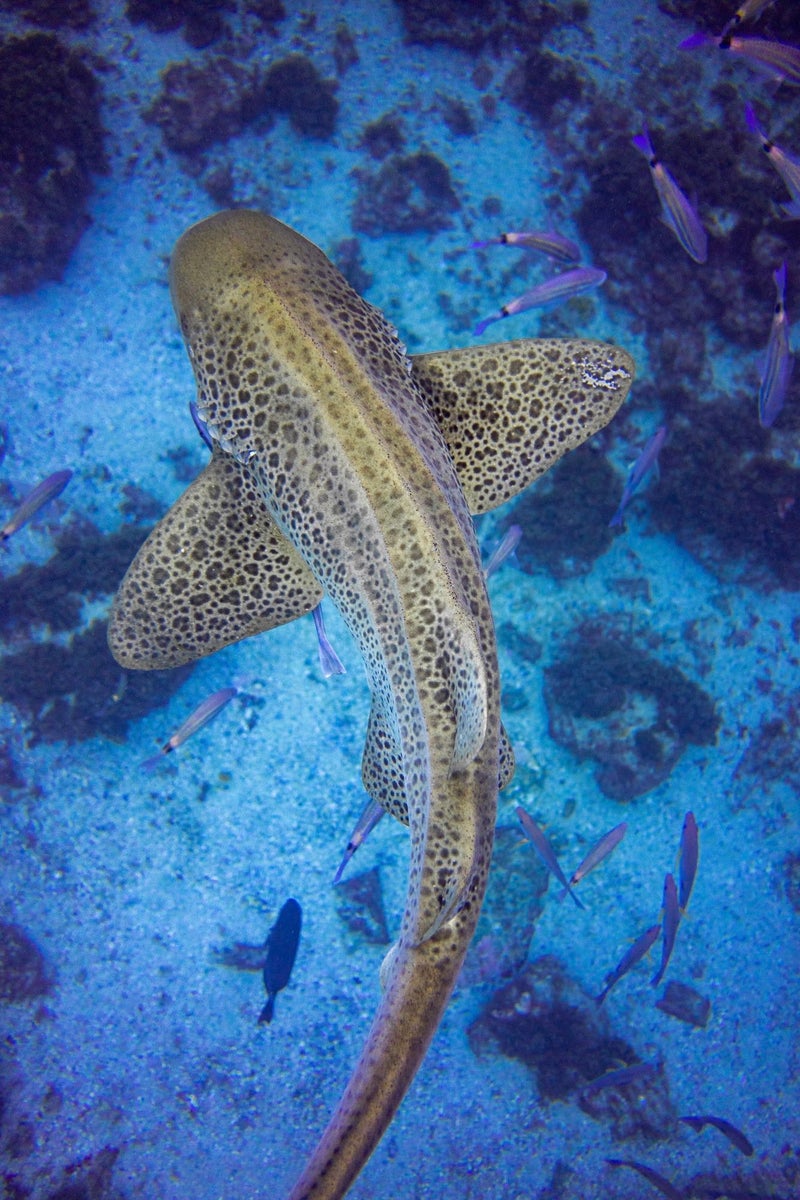 jpg/Alpha-Universe-WIMB-Gillian-Shark-LeopardShark-1-1200_bounds6ox976.jpg?height=1200&fit=bounds