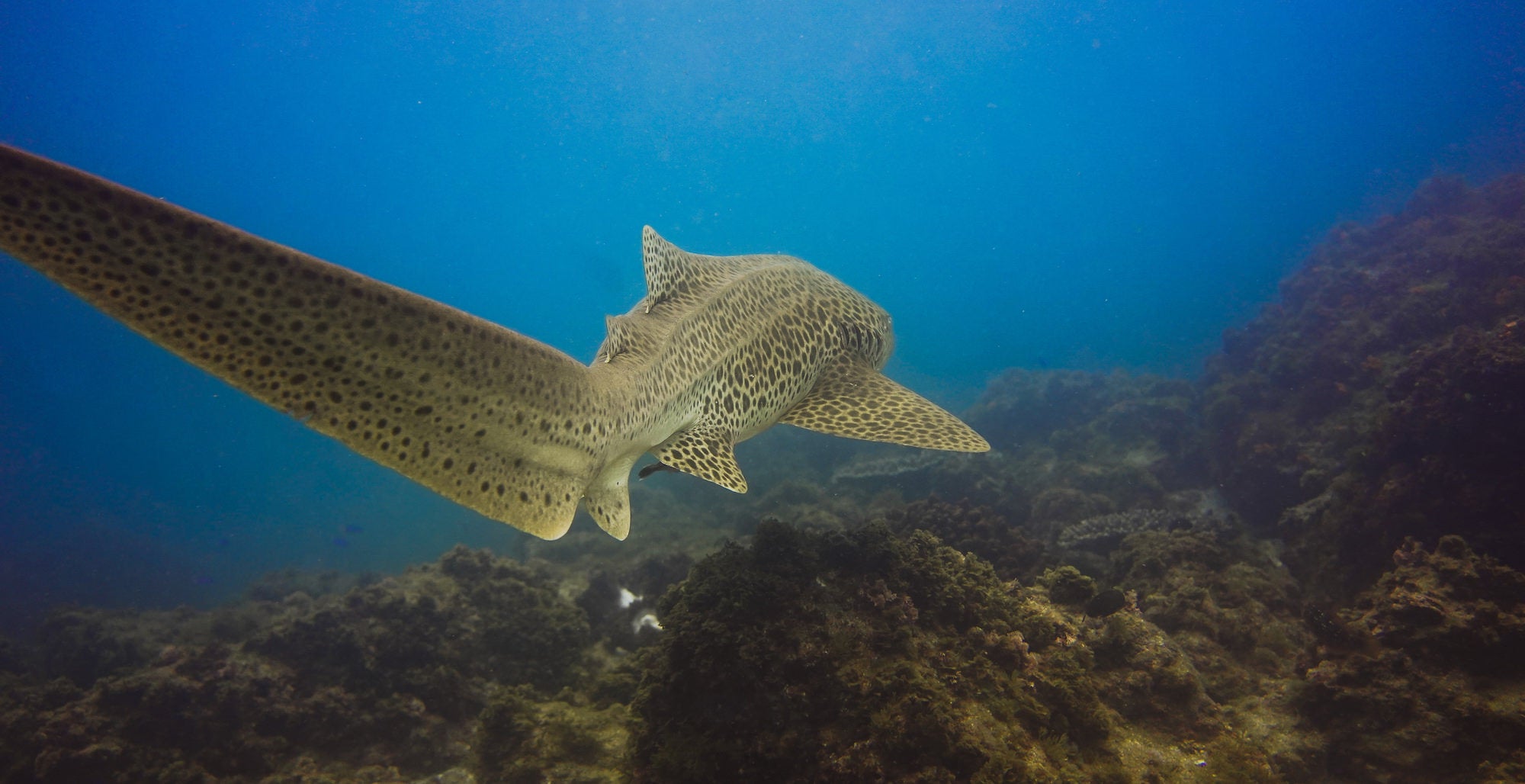 jpg/Alpha-Universe-WIMB-Gillian-Shark-LeopardShark-2-1200_boundshj16o1.jpg?height=1200&fit=bounds