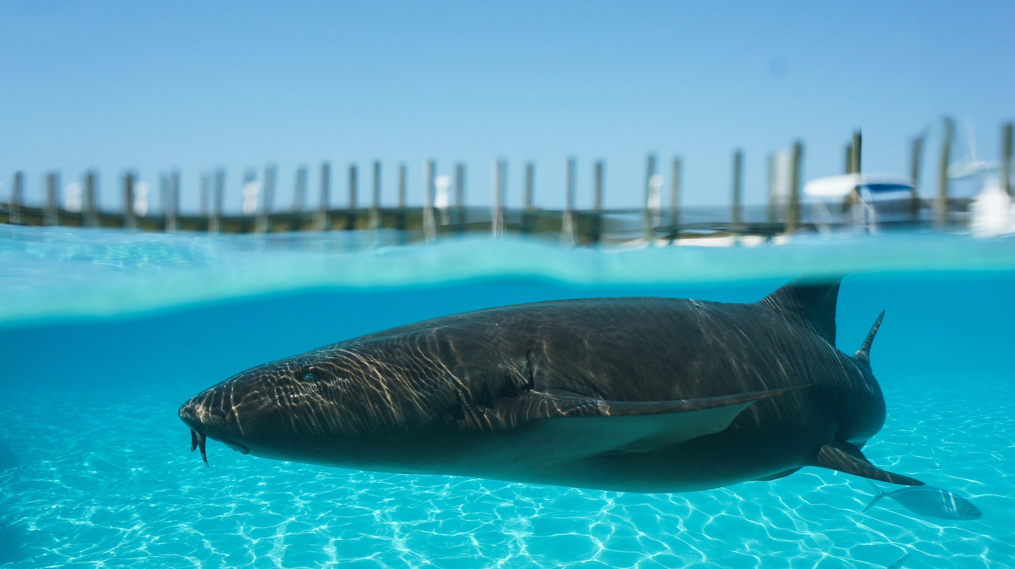 jpg/Alpha-Universe-WIMB-Gillian-Shark-NurseShark-2-1200_bounds1586so.jpg?height=1200&fit=bounds