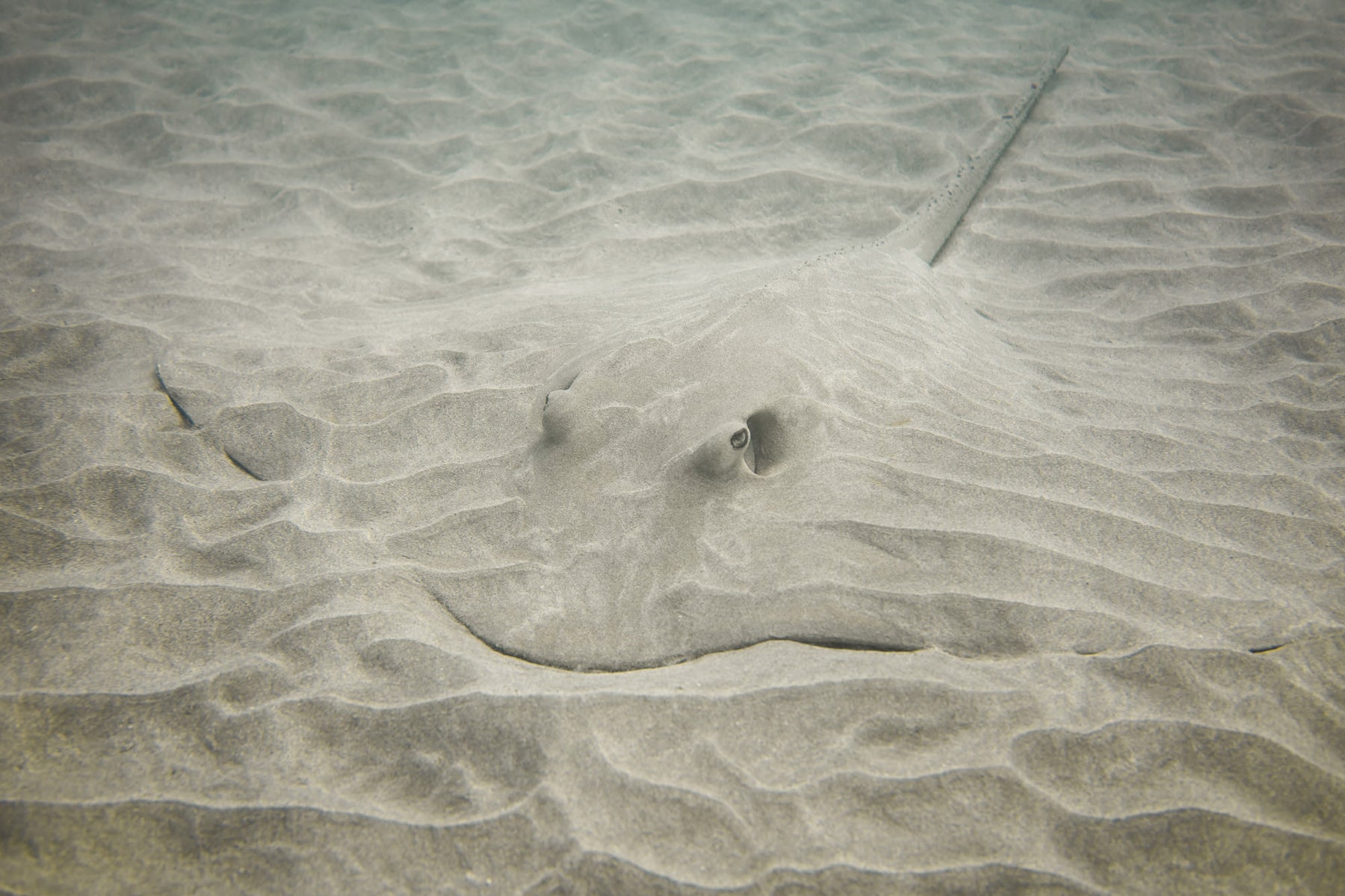 jpg/Alpha-Universe-WIMB-Gillian-Shark-Stingray-1200_boundso2i4o5.jpg?height=1200&fit=bounds