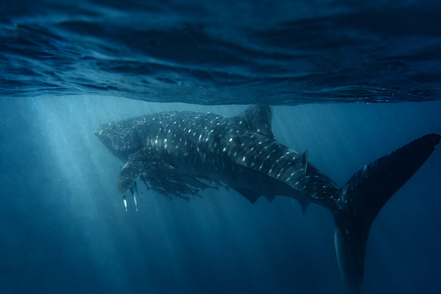 jpg/Alpha-Universe-WIMB-Gillian-Shark-Whale-Shark-1-1200_boundsitgpu1.jpg?height=1200&fit=bounds