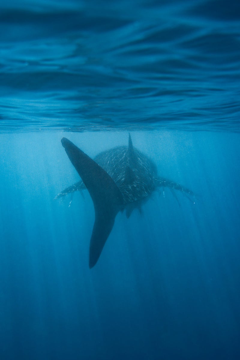 jpg/Alpha-Universe-WIMB-Gillian-Shark-Whale-Shark-2-1200_boundsumwe2u.jpg?height=1200&fit=bounds