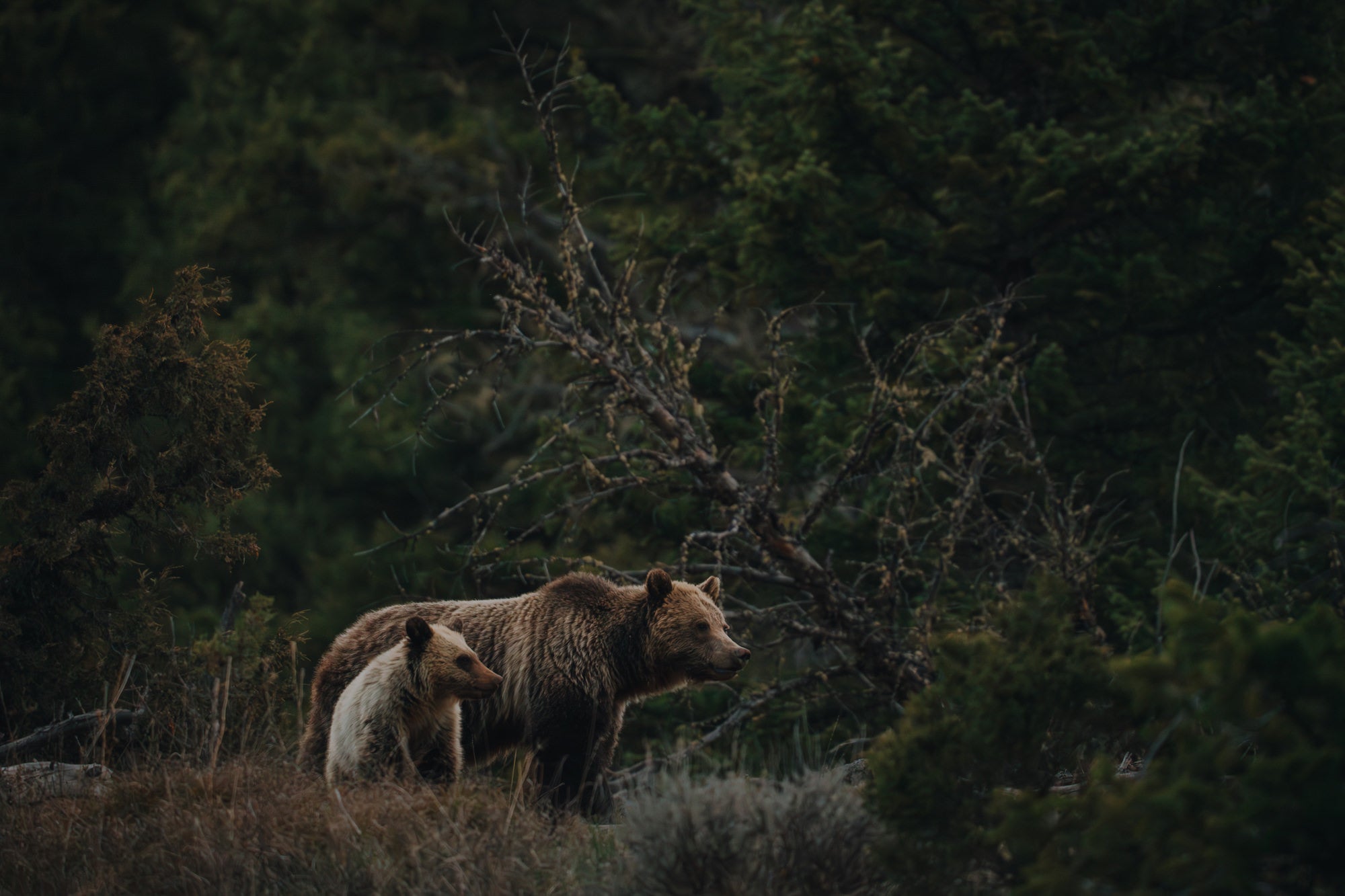Bear and bear cub standing in tree filled landscape