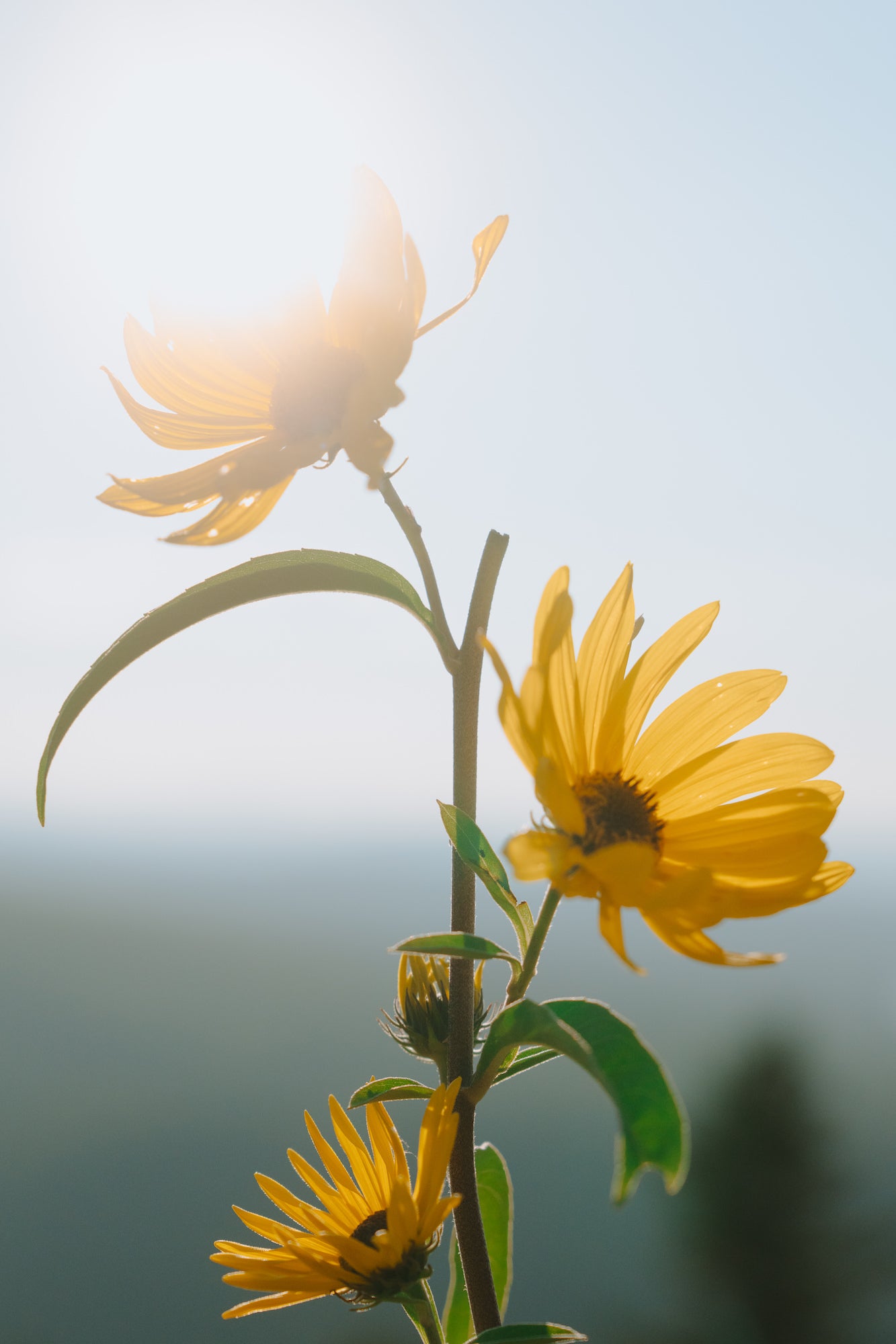Flowers in the sun