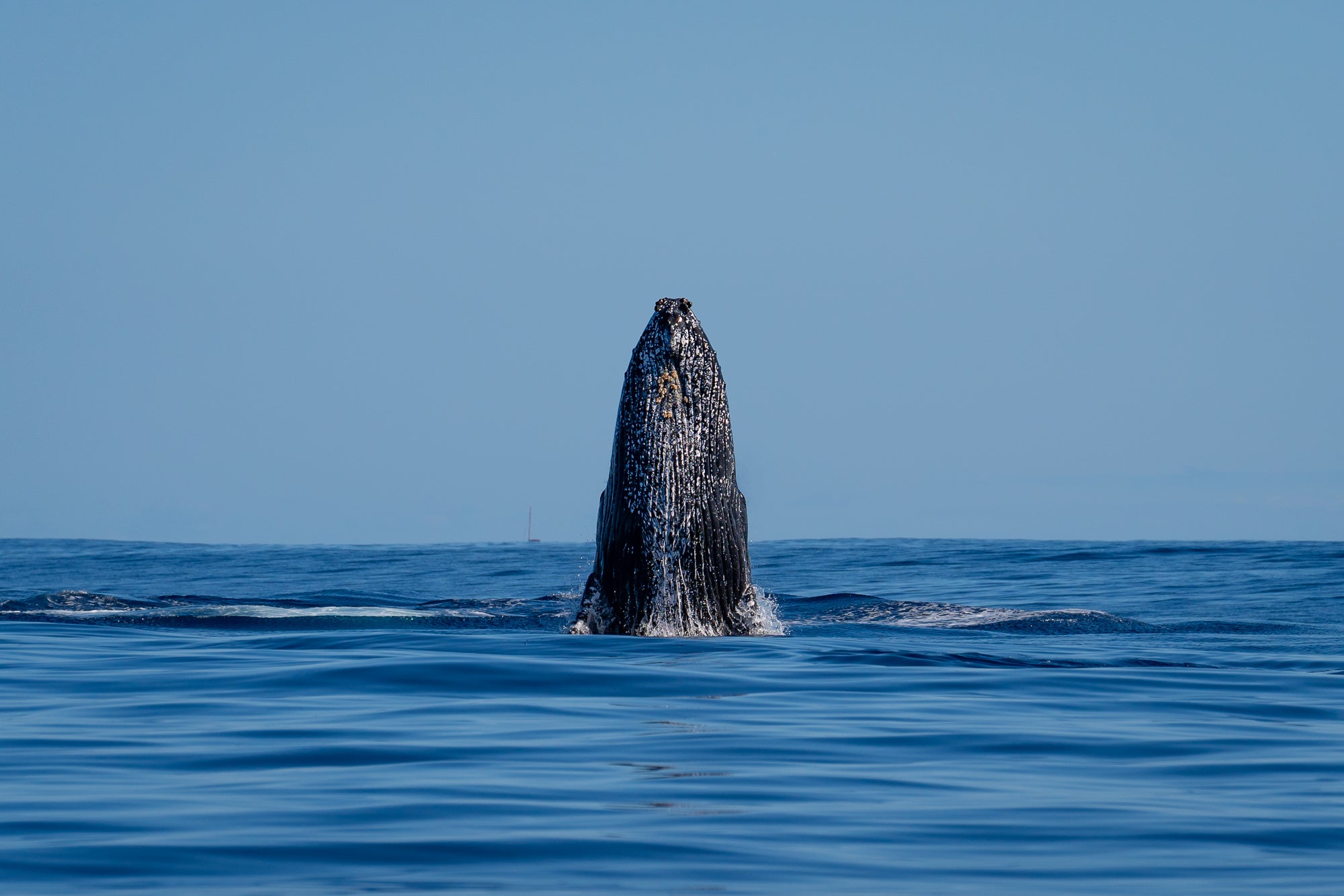 Photo by Jérémy Gonçalves. Sony Alpha 9. Sony 70-200mm f/2.8 G Master. 1/3200-sec., f/5, ISO 250