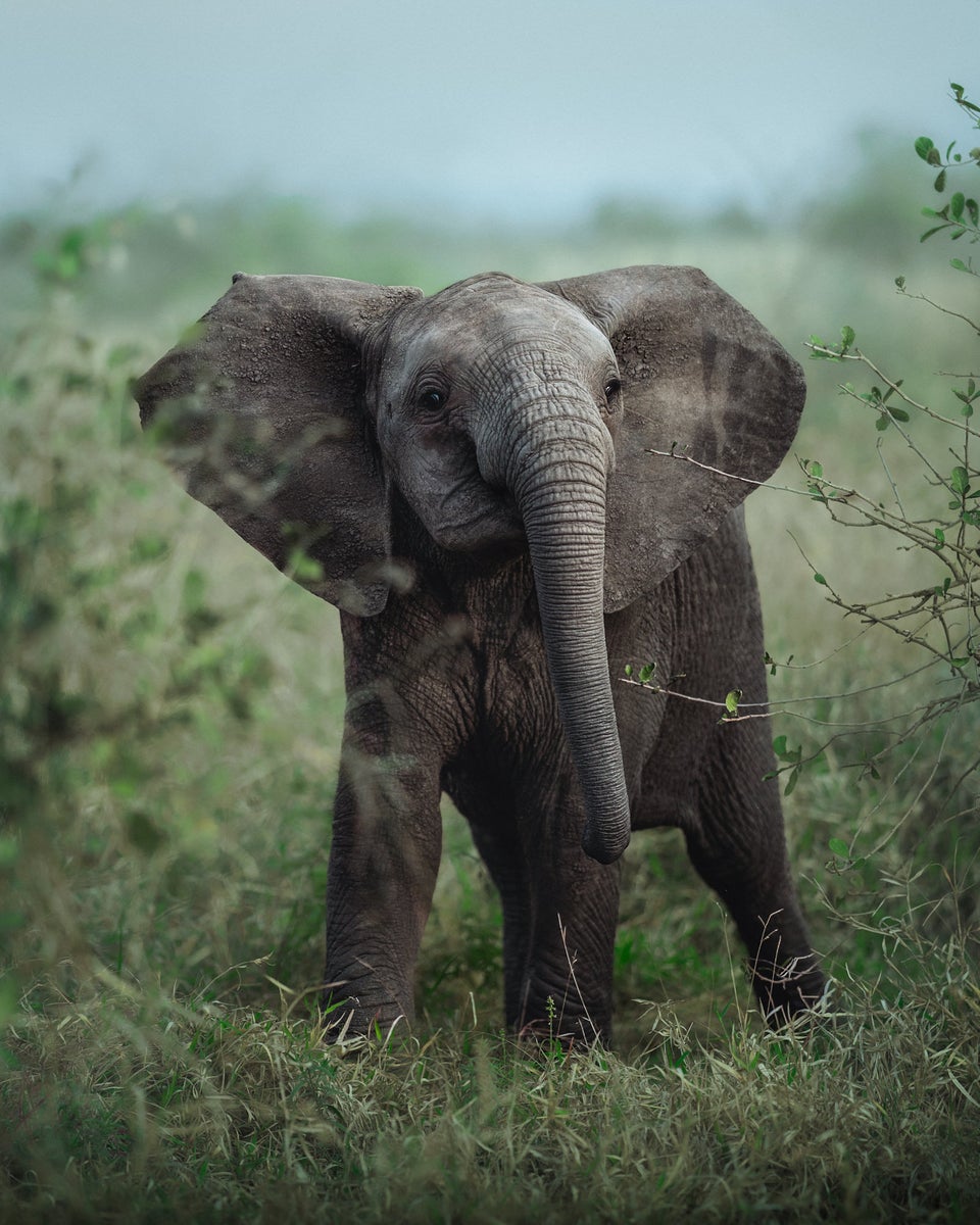 jpg/Alpha-Universe-WIMB-Kate-Newman-baby-elephant-kruger-national-park-1200_boundspsym1d.jpg?height=1200&fit=bounds