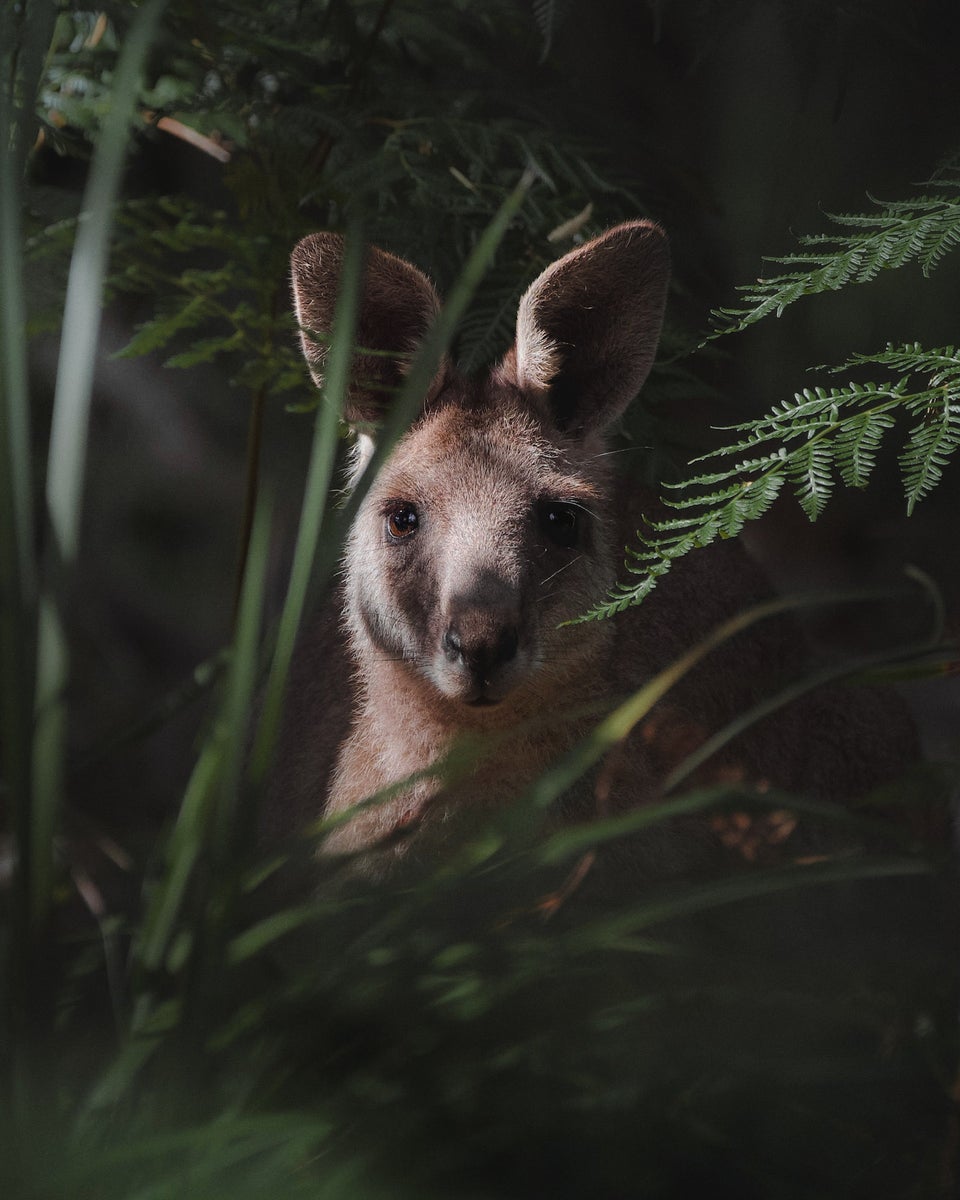 jpg/Alpha-Universe-WIMB-Kate-Newman-eastern-grey-kangaroo-portrait-1200_boundsj661u6.jpg?height=1200&fit=bounds