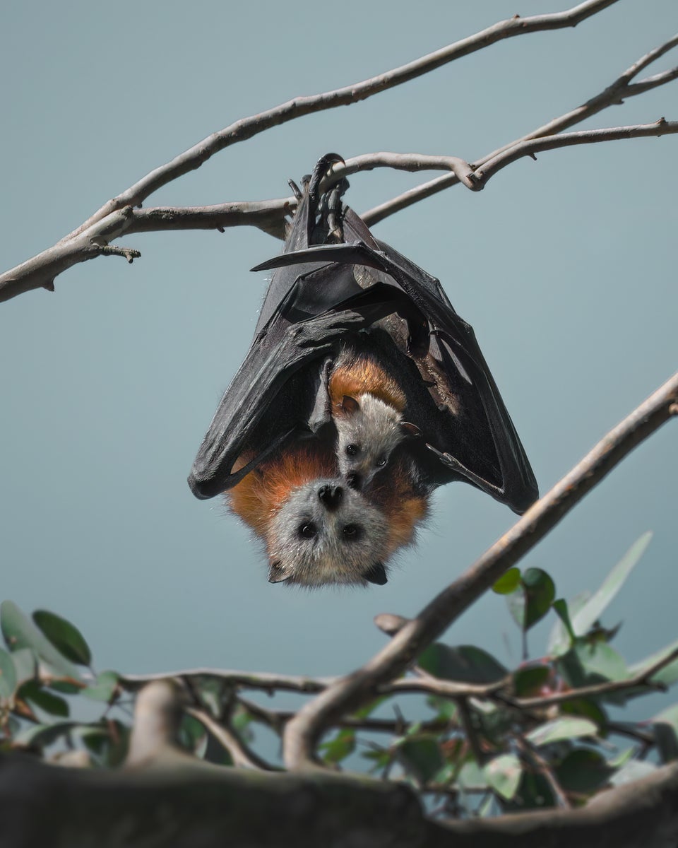 jpg/Alpha-Universe-WIMB-Kate-Newman-grey-headed-flying-fox-australia-conservation-photography-1200_boundsonsjly.jpg?height=1200&fit=bounds
