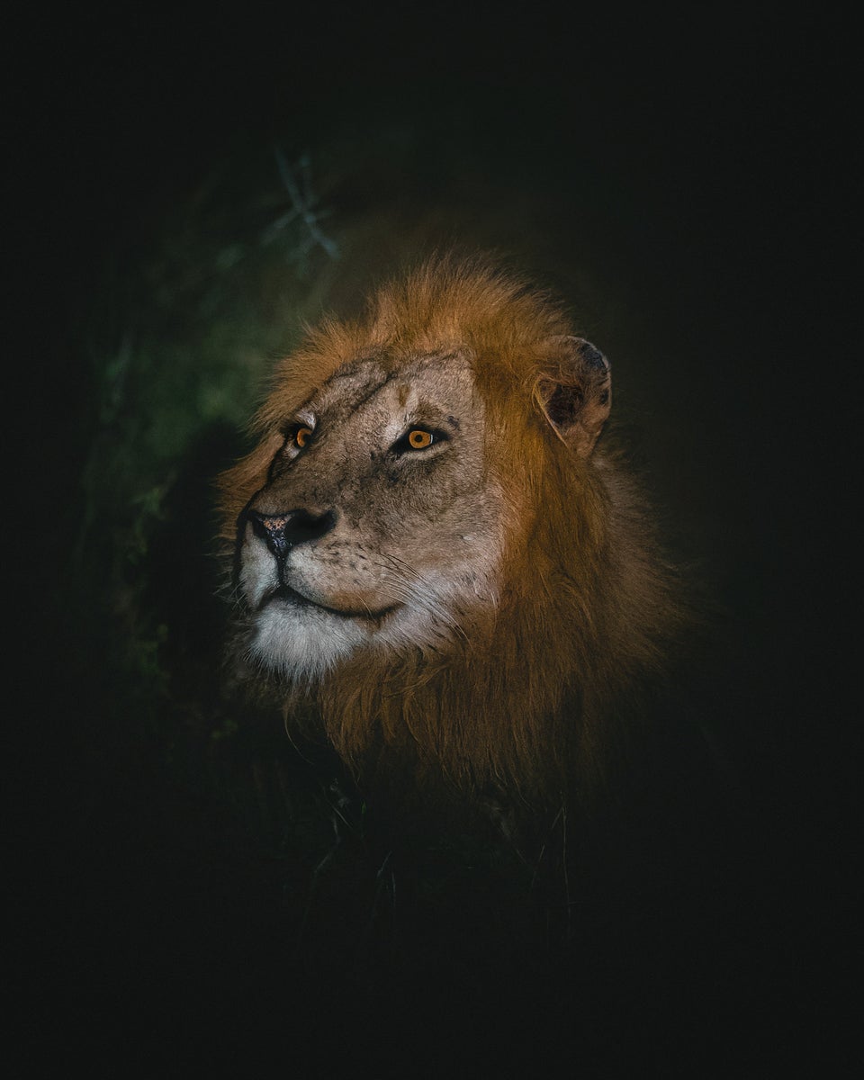 jpg/Alpha-Universe-WIMB-Kate-Newman-lion-night-kruger-national-park-1200_boundsyrvhii.jpg?height=1200&fit=bounds