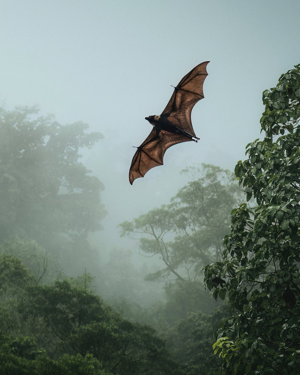 jpg/Alpha-Universe-WIMB-Kate-Newman-spectacled-flying-fox-wildlife-photography-1200_boundsihxf1g.jpg?height=1200&fit=bounds