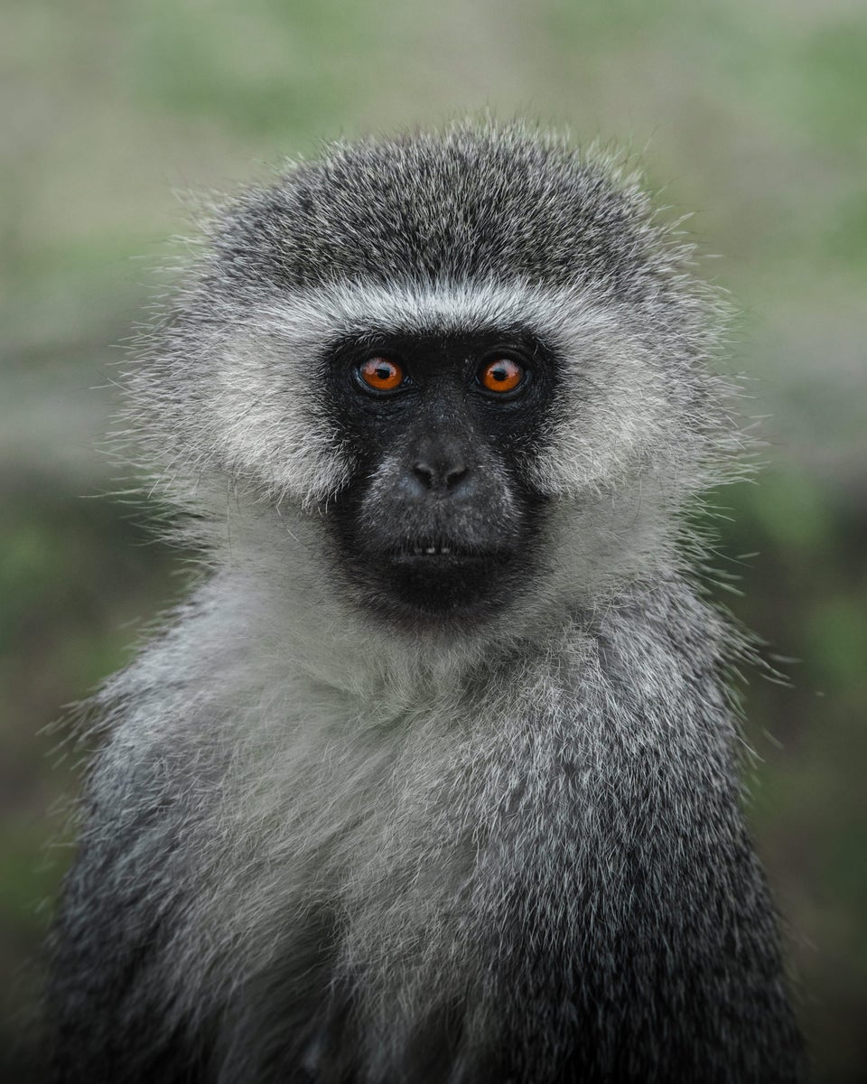 jpg/Alpha-Universe-WIMB-Kate-Newman-vervet-monkey-portrait-wildlife-conservation-photography-1200_bounds0282xl.jpg?height=1200&fit=bounds