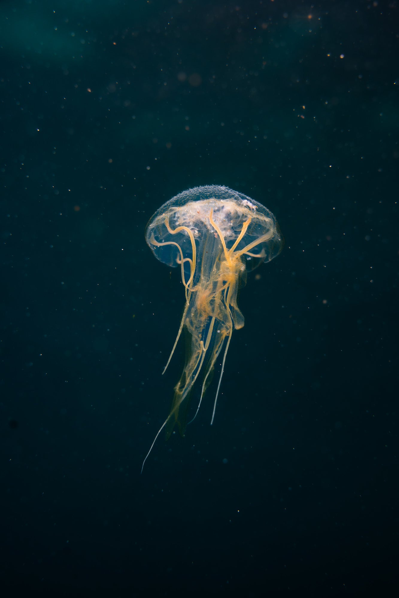 Photo by Katjana Cabenda. Sony Alpha 7 III.