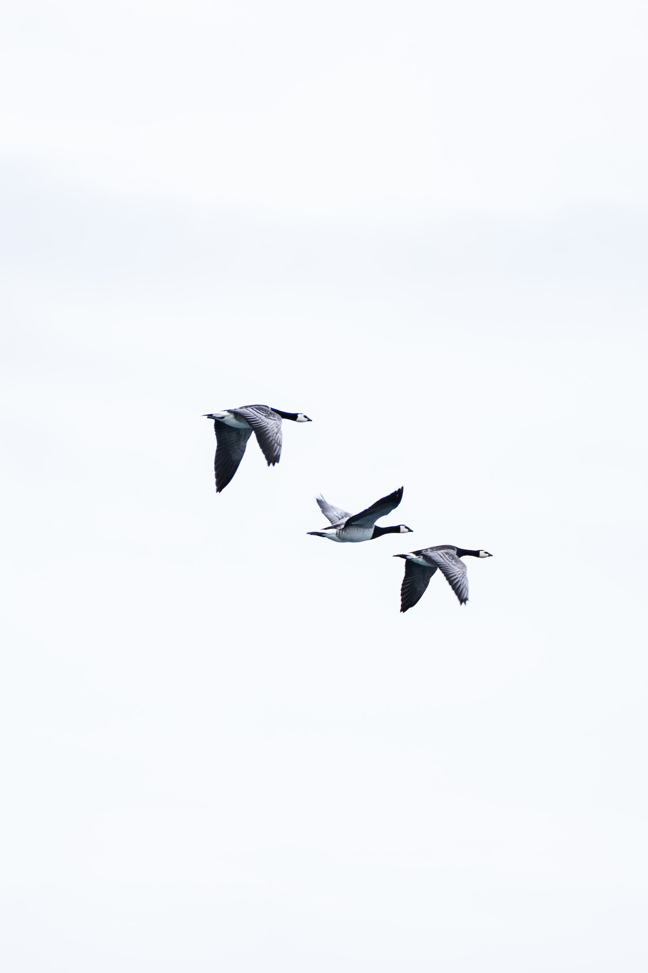 Photo by Katjana Cabenda. Sony Alpha 7R V. Sony 100-400mm f/4.5-5.6 G Master.