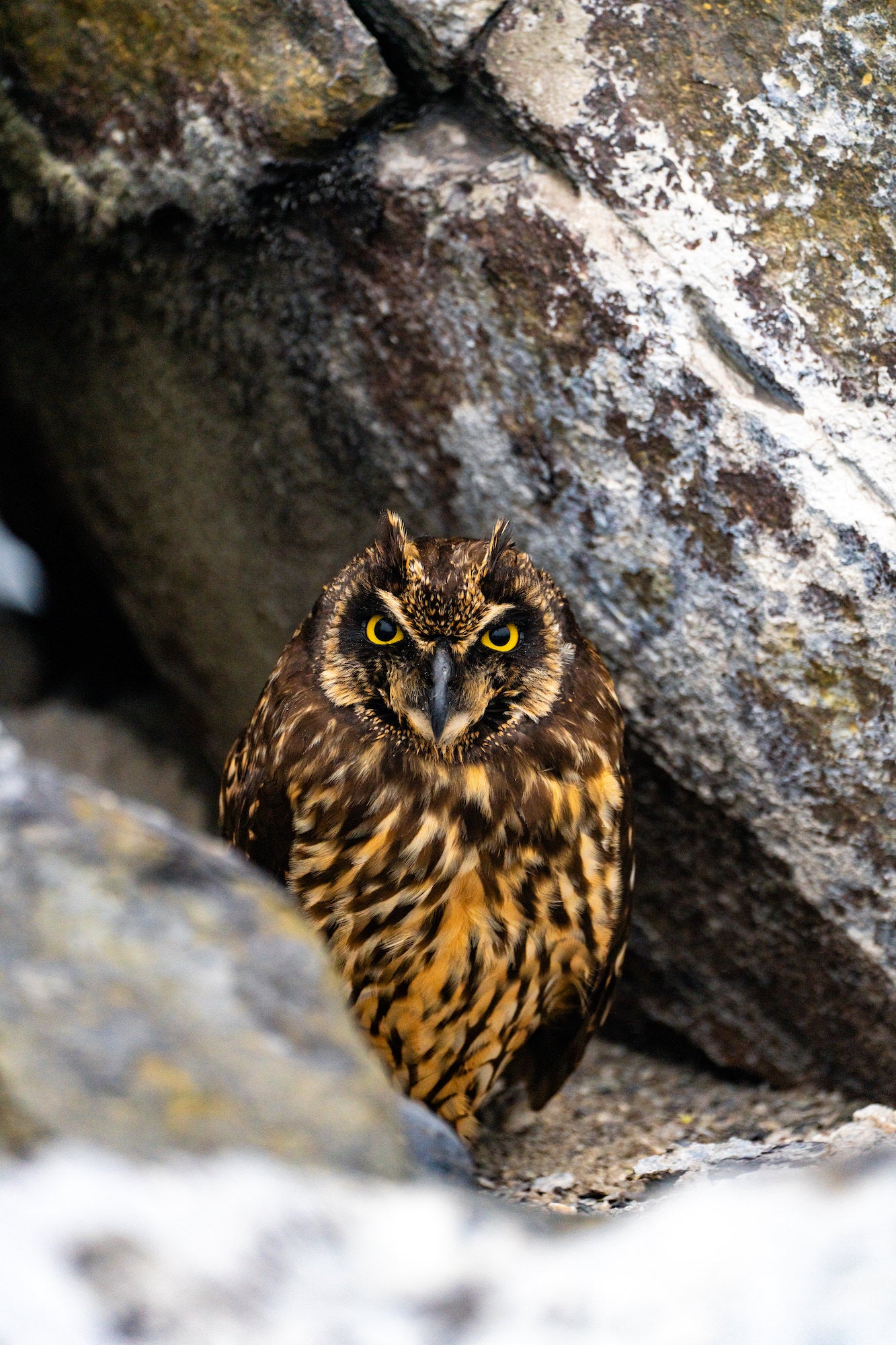 Photo by Katjana Cabenda. Sony Alpha 7R V. Sony 100-400mm f/4.5-5.6 G Master.