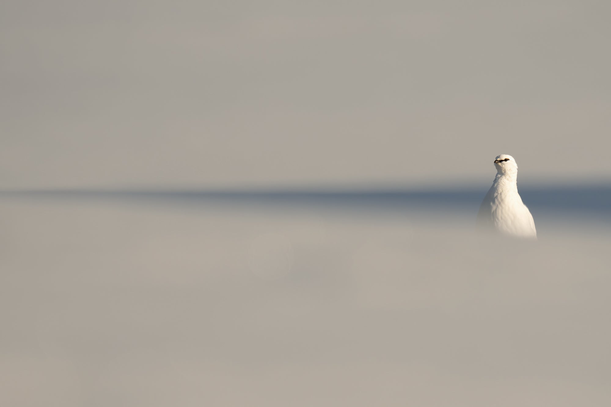 Photo by Kirsten and Henrik Solg&aring;rd. Sony Alpha 1. Sony 200-600mm f/5.6&ndash;6.3 G. 1/1250-sec., f/7.1, ISO 200