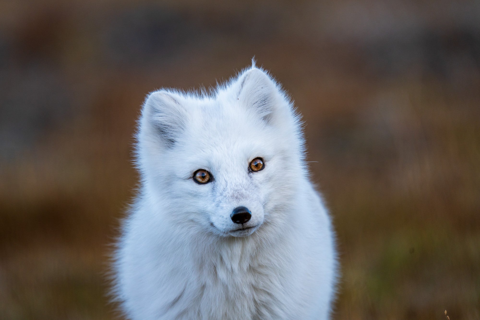 Photo by Kirsten and Henrik Solg&aring;rd. Sony Alpha 1. Sony 200-600mm f/5.6&ndash;6.3 G. 1/400-sec., f/7.1, ISO 640