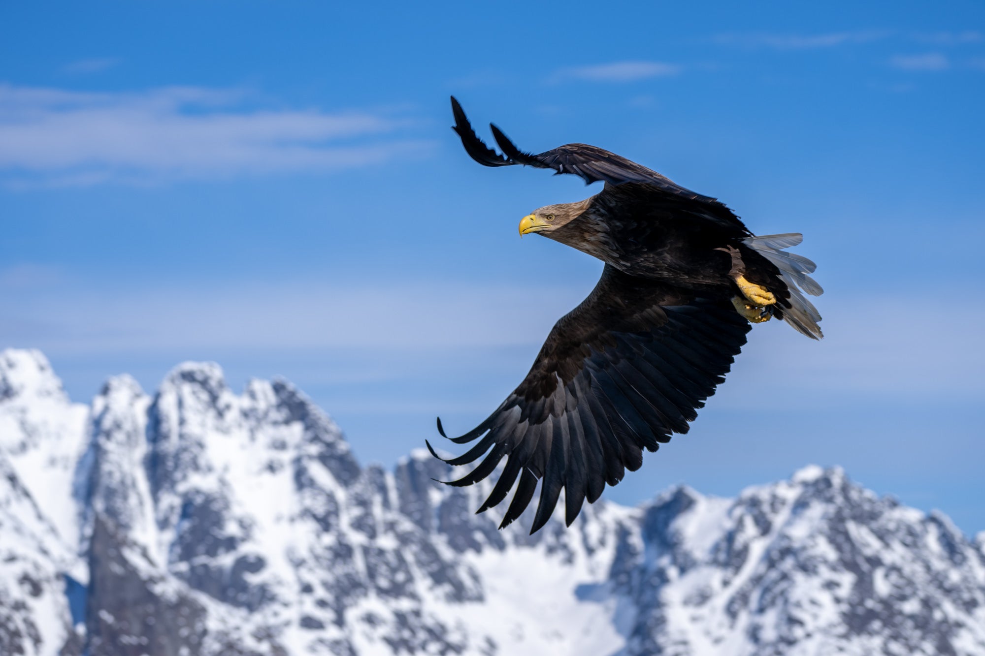Photo by Kirsten and Henrik Solg&aring;rd. Sony Alpha 1. Sony 100-400mm f/4.5-5.6 G Master. 1/1000-sec., f/7.1, ISO 125
