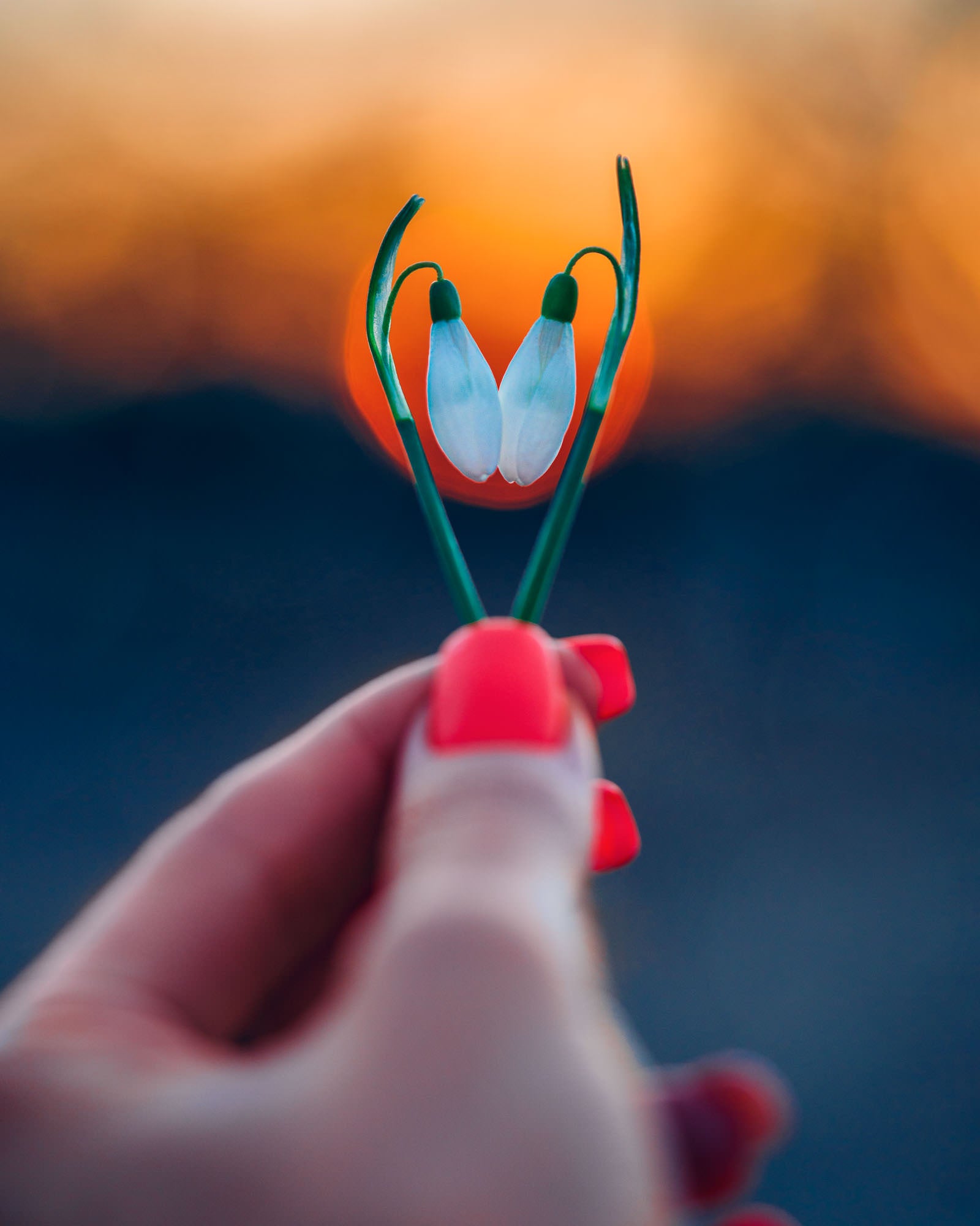 Photo by Kristīne Zāle. Sony Alpha 7 IV. Sony 90mm f/2.8 Macro G. 1/250-sec., f/2.8, ISO 80