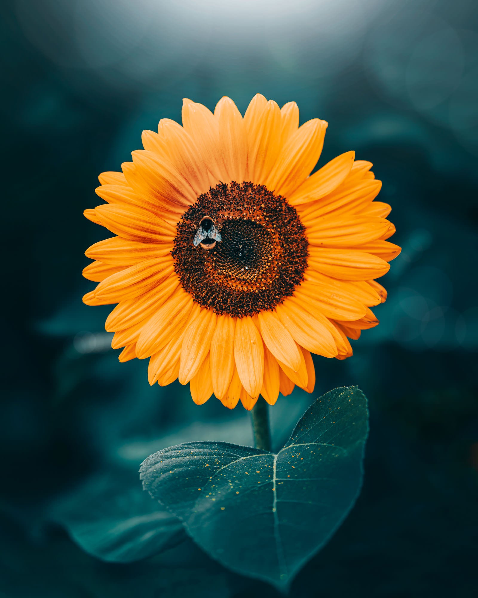 Photo by Kristīne Zāle. Sony Alpha 7 IV. Sony 90mm f/2.8 Macro G. 1/400-sec., f/2.8, ISO 320