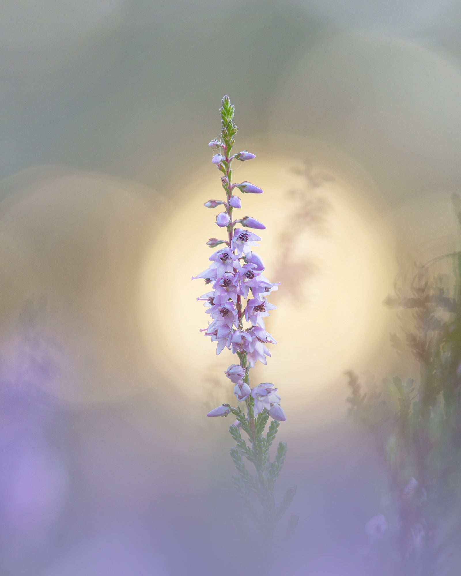 Photo by Kyle van Bavel. Sony Alpha 7R V. Sony 90mm f/2.8 Macro G. 1/320-sec., f/4, ISO 400