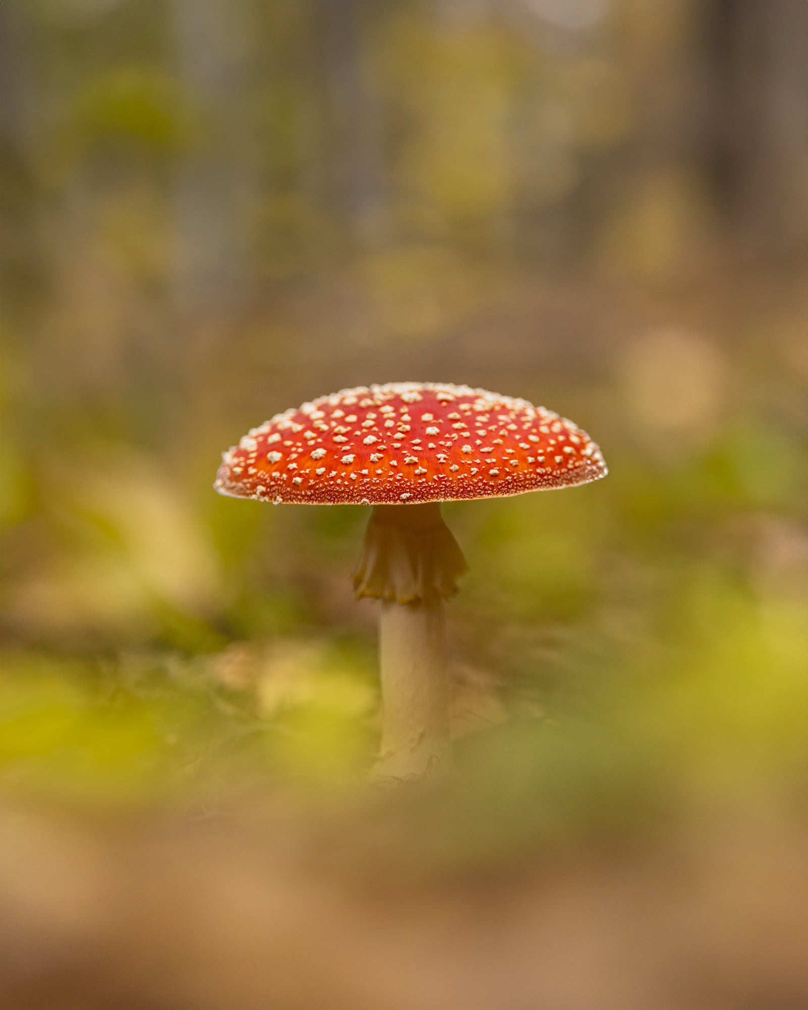Photo by Kyle van Bavel. Sony Alpha 7 IV. Sony 70-200mm f/2.8 G Master II. 1/320-sec., f/2.8, ISO 100