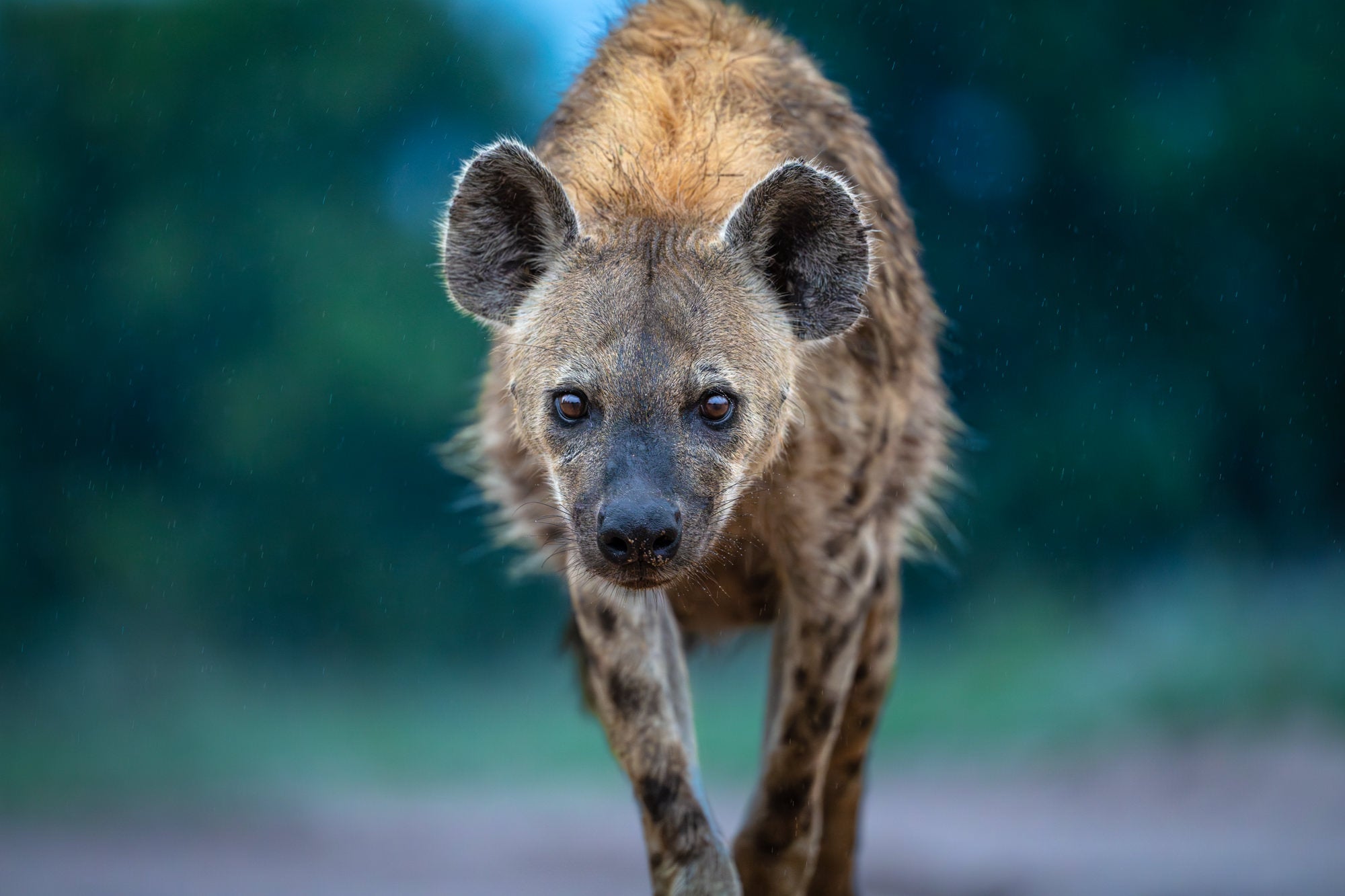 &ldquo;I love that this leopard walked right up to me. I lay down on the ground and I am sure it got the hyena curious!&rdquo; Photo by Marlon Du Toit. Sony Alpha 1. Sony 300mm f/2.8 G Master. 1/400-sec., f/2.8, ISO 5000