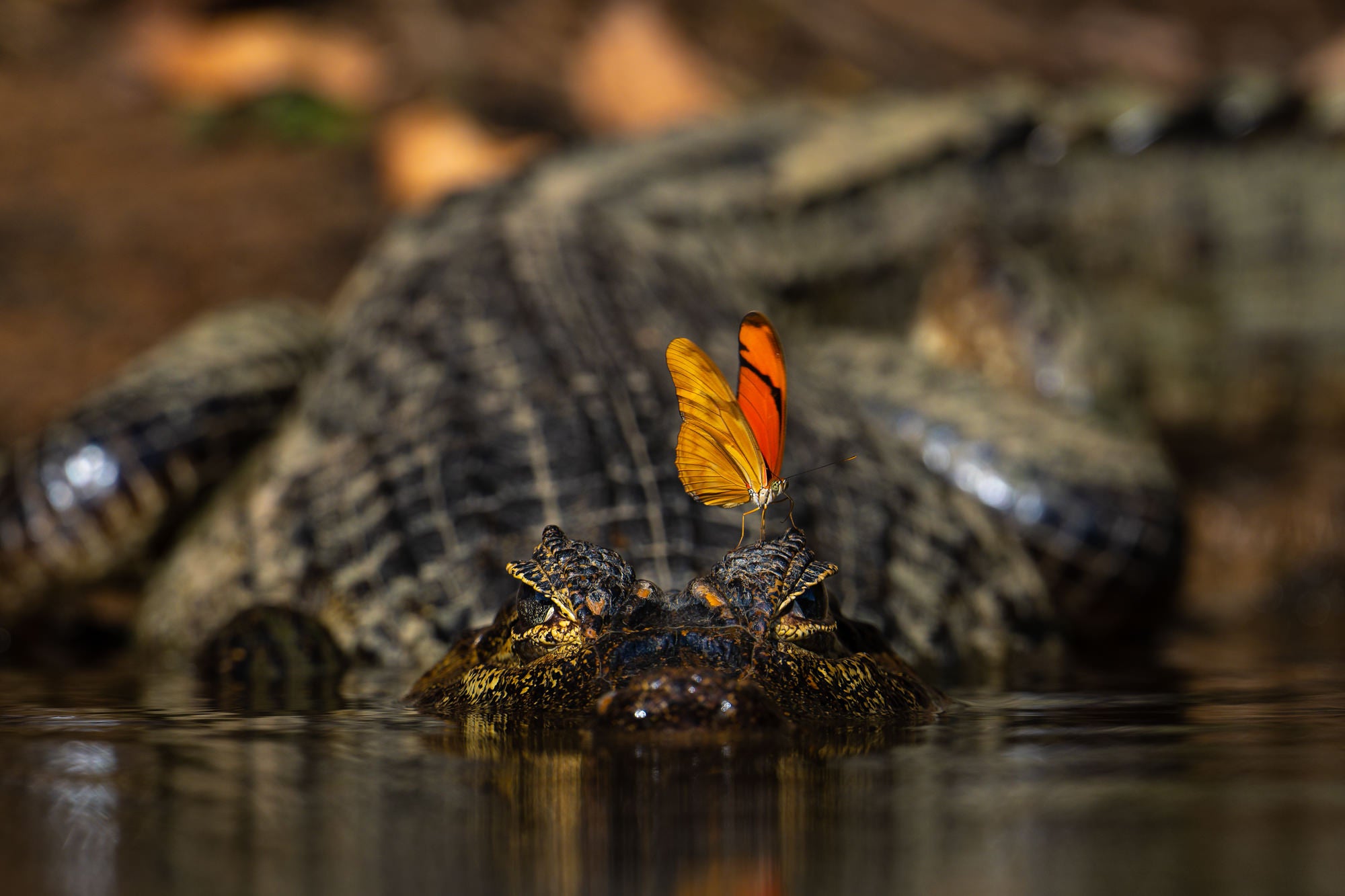 &ldquo;I&rsquo;ve been after this shot for a long time. You gotta be patient, and lucky. Photo by Marlon Du Toit. Sony Alpha 1. Sony 600mm f/4 G Master + Sony 1.4x Teleconverter. 1/1600-sec., f/6.3, ISO 320