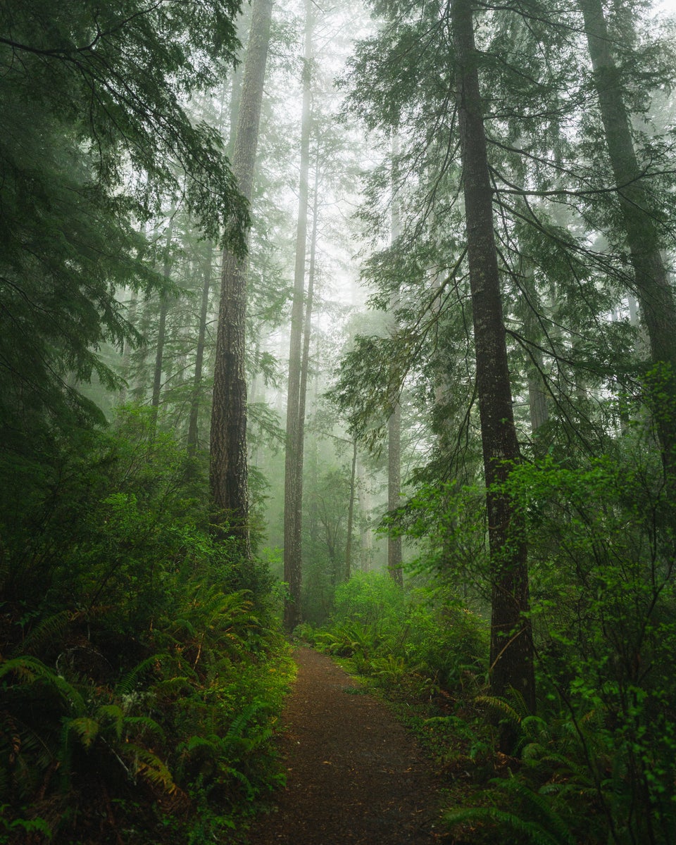 jpg/Alpha-Universe-WIMB-Matt-Franklin-Southern-Coastal-Forest-1200_boundsktsmks.jpg?height=1200&fit=bounds