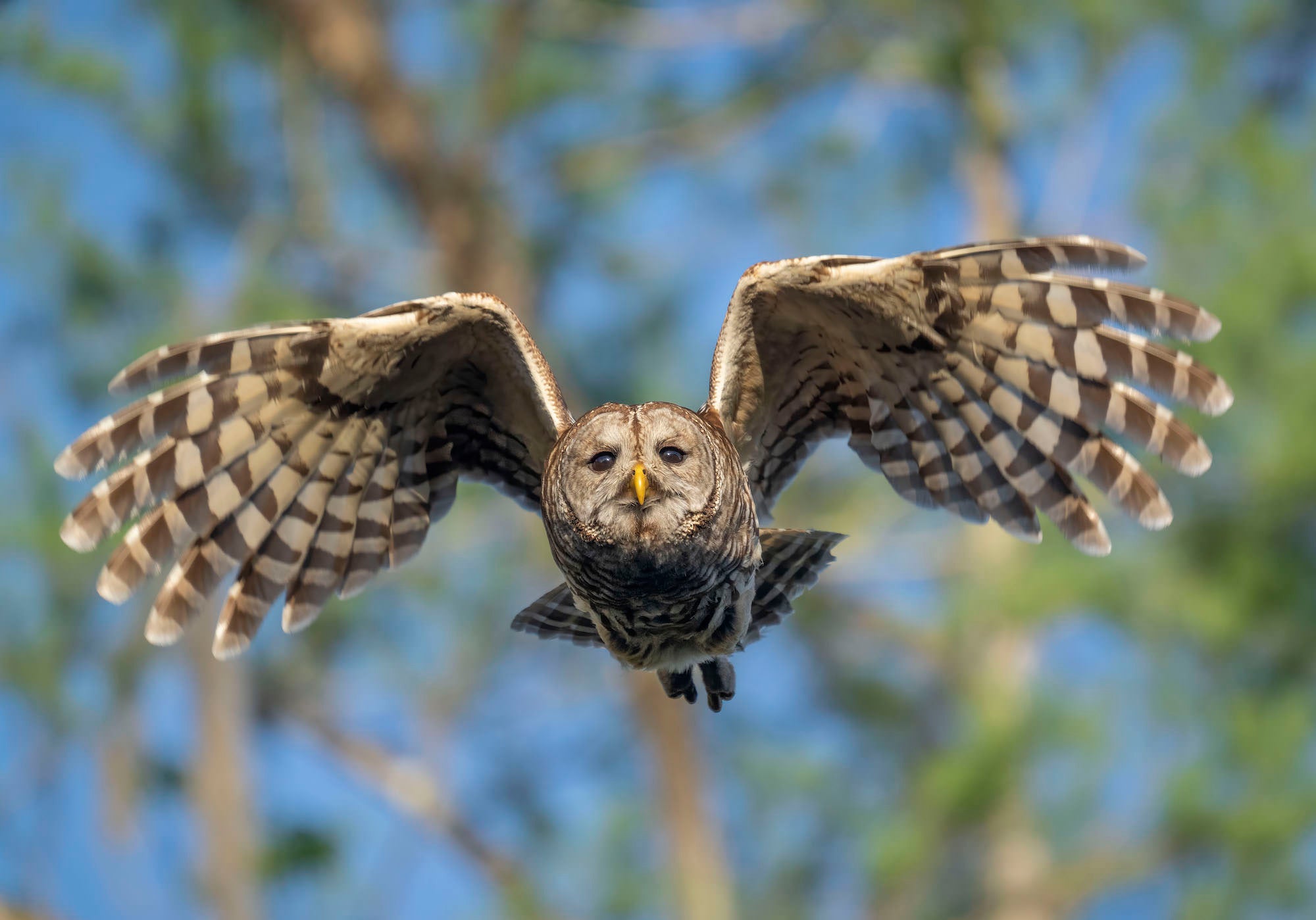 Photo by Matt Kloskowski. Sony Alpha 1. Sony 100-400mm f/4.5-5.6 G Master + 1.4x TC. 1/2000-sec., f/8, ISO 1000 Photo by Matt Kloskowski. Sony Alpha 1. Sony 100-400mm f/4.5-5.6 G Master + 1.4x TC. 1/2000-sec., f/8, ISO 1000