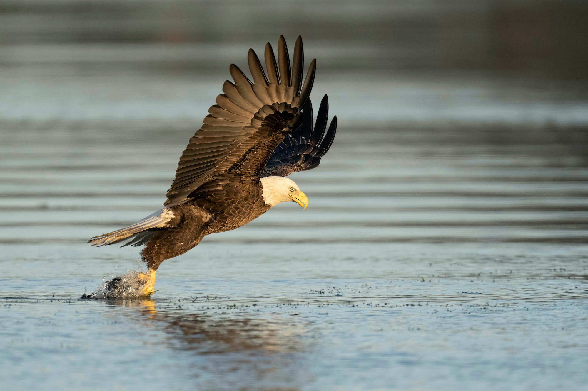 Photo by Matt Kloskowski. Sony Alpha 1. Sony 600mm f/4 G Master. 1/3200-sec., f/5.6, ISO 2500 Photo by Matt Kloskowski. Sony Alpha 1. Sony 600mm f/4 G Master. 1/3200-sec., f/5.6, ISO 2500