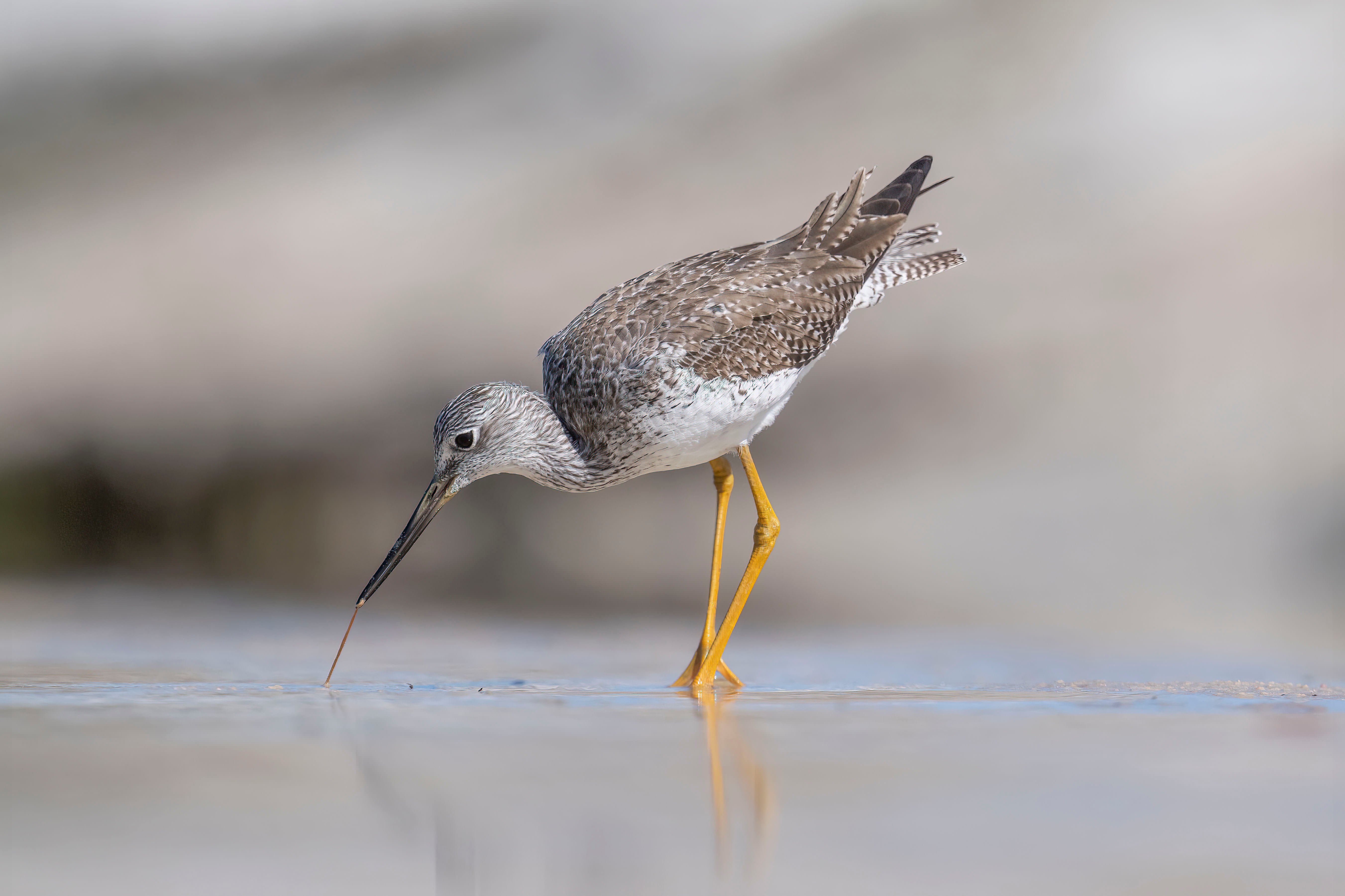 Photo by Matt Kloskowski. Sony Alpha 1. Sony 600mm f/4 G Master. 1/3200-sec., f/5.6, ISO 400 Photo by Matt Kloskowski. Sony Alpha 1. Sony 600mm f/4 G Master. 1/3200-sec., f/5.6, ISO 400