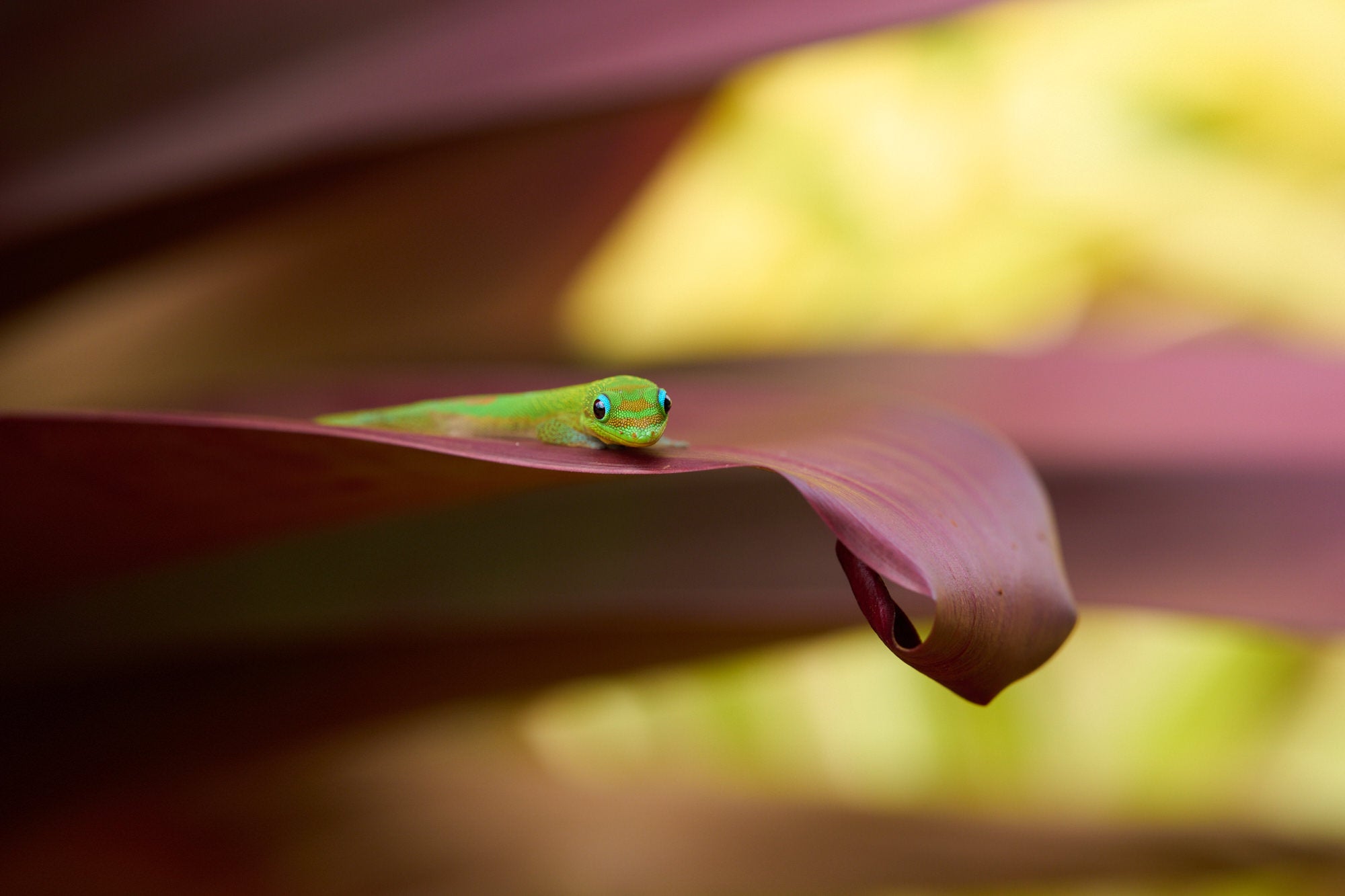 Photo by Michael Eastwell. Sony Alpha 1. Sony 135mm f/1.8 G Master. 1/500-sec., f/6.3, ISO 640